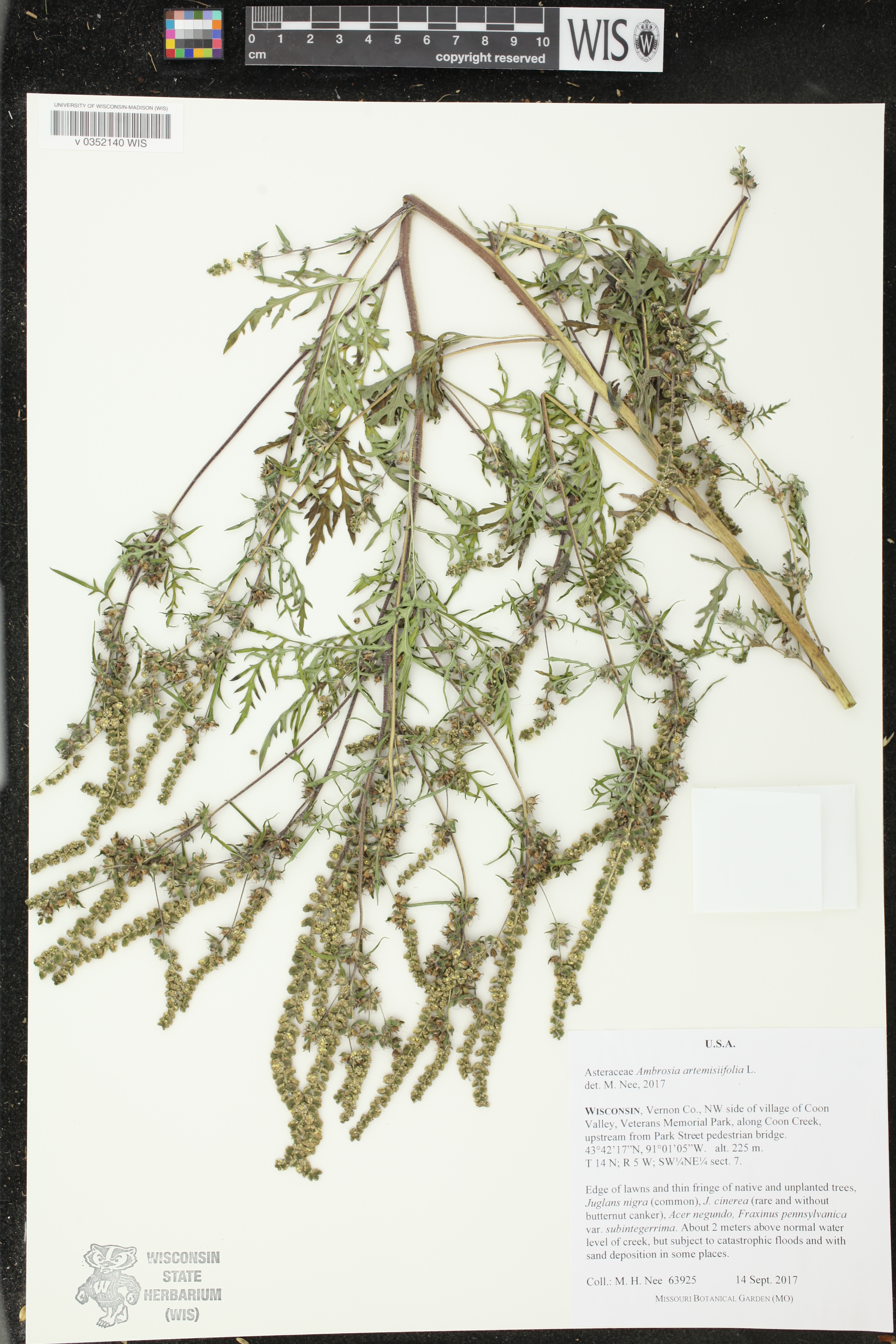 Ambrosia artemisiifolia image