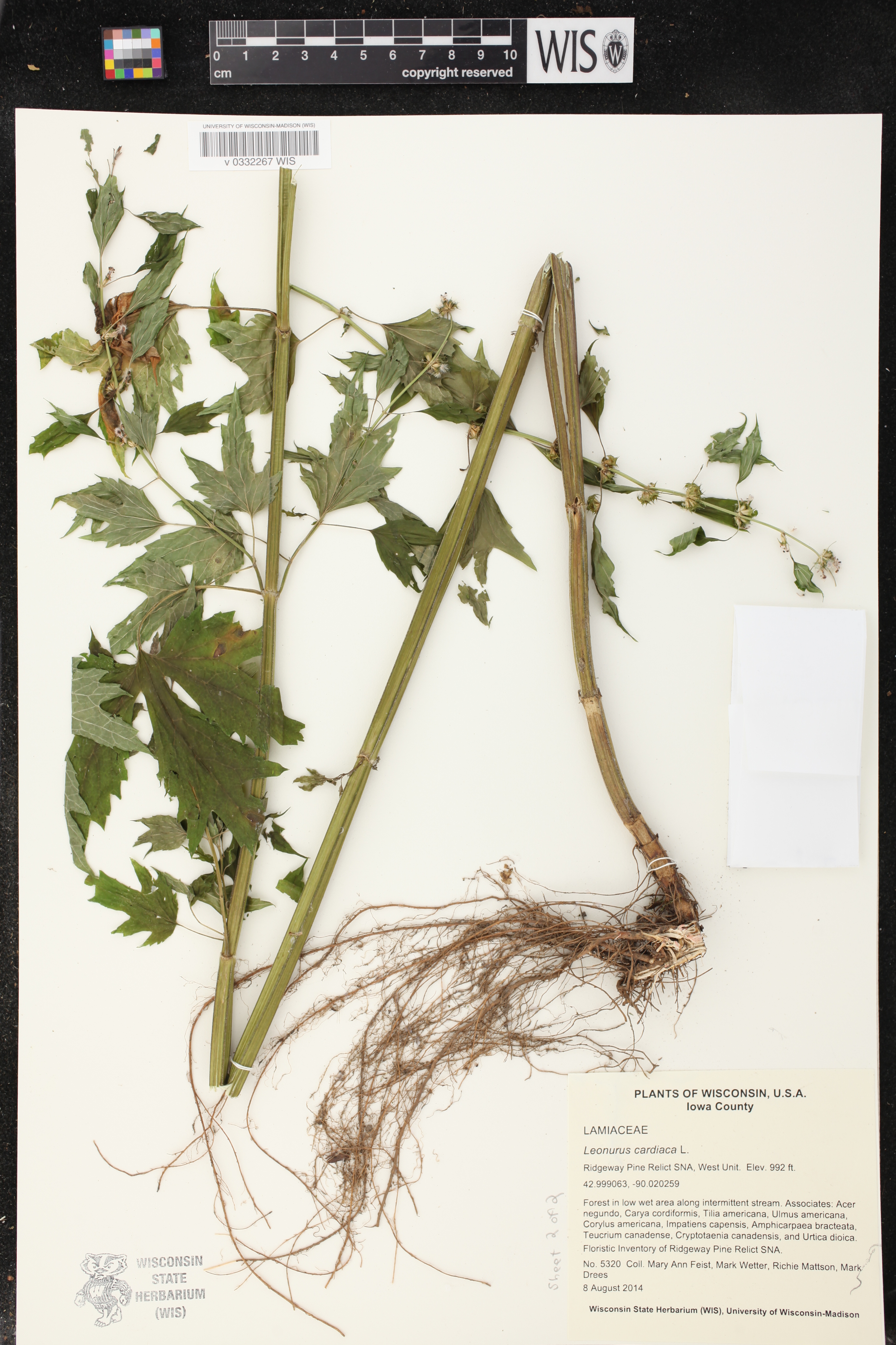 Leonurus cardiaca image