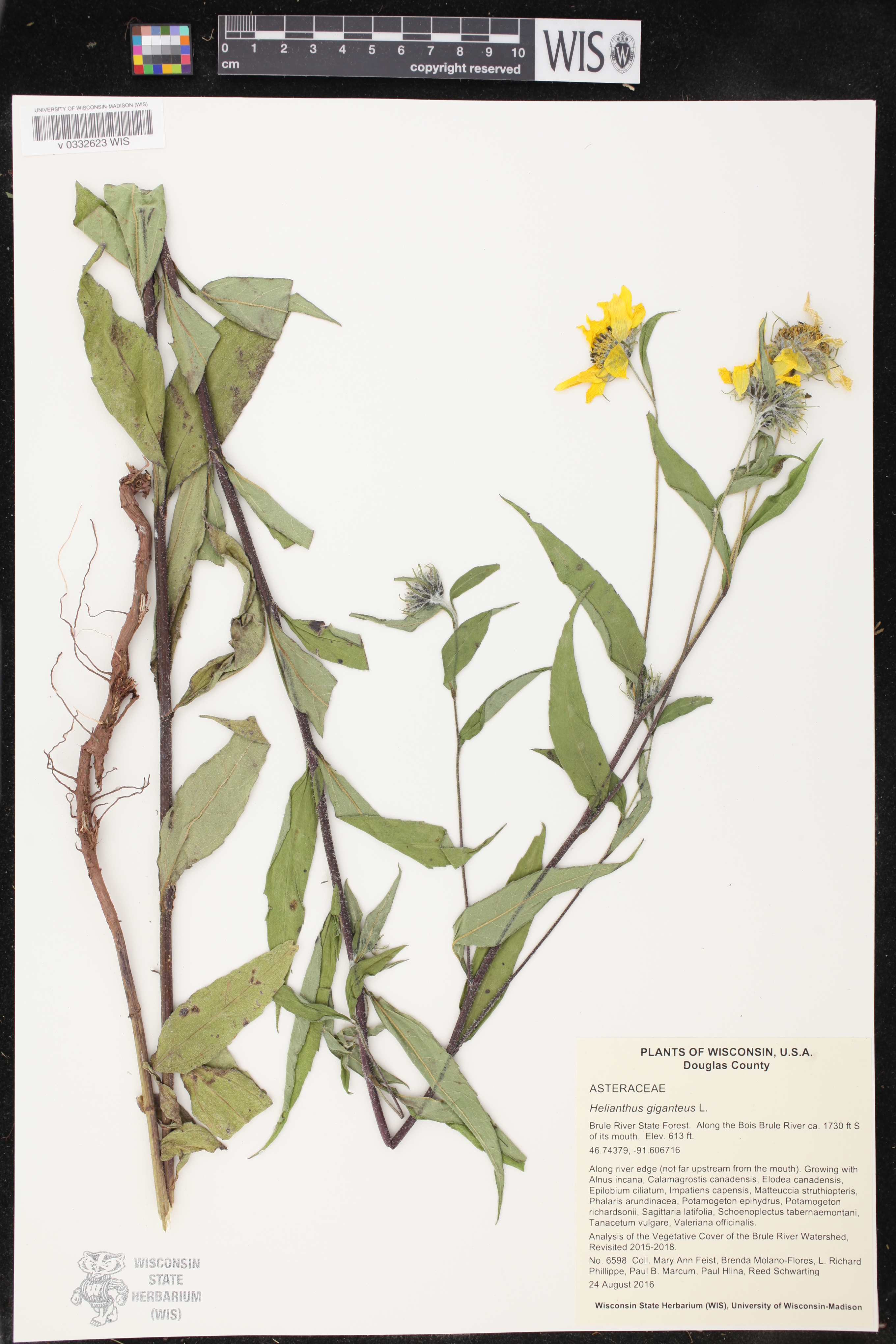 Helianthus giganteus image