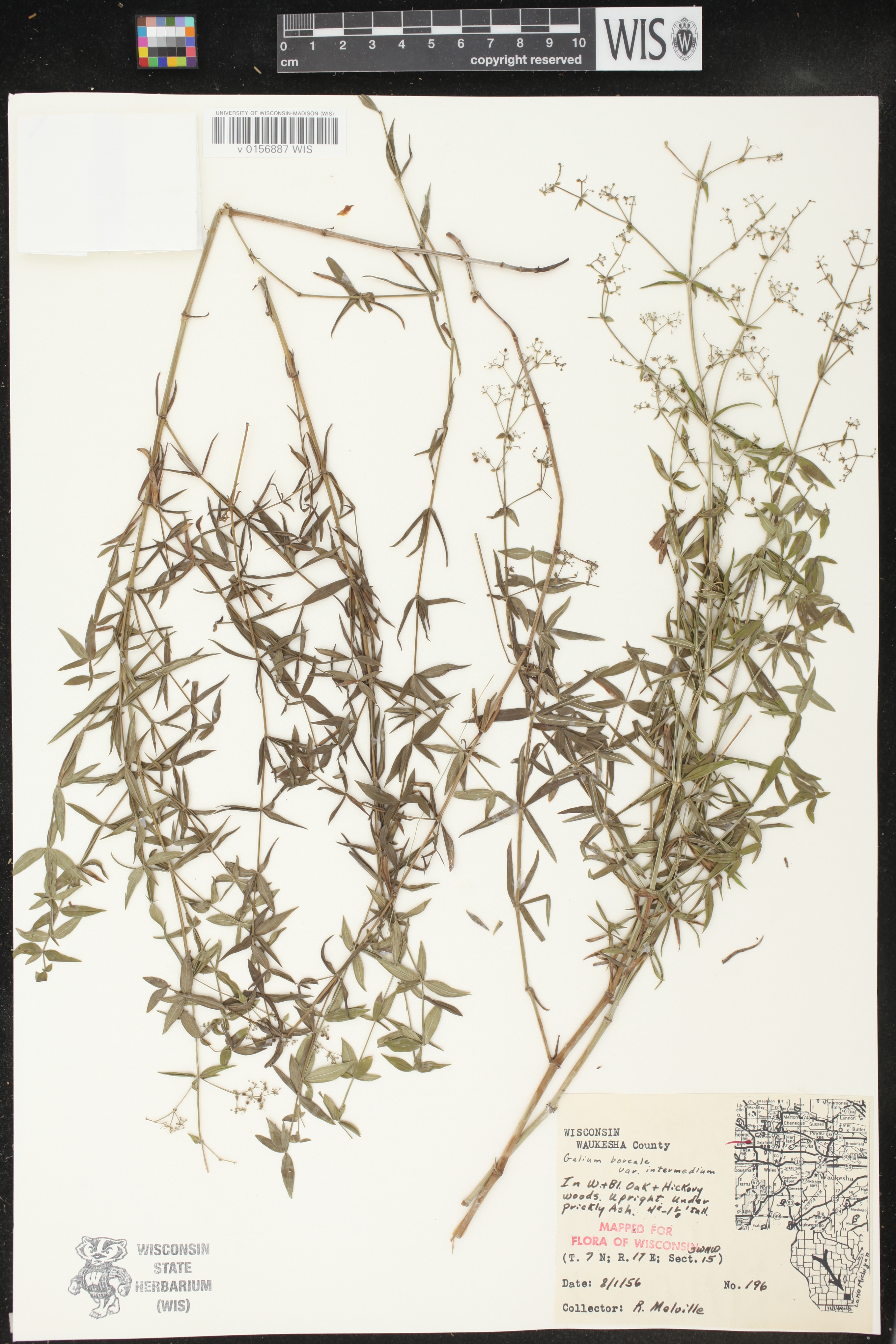 Galium boreale image
