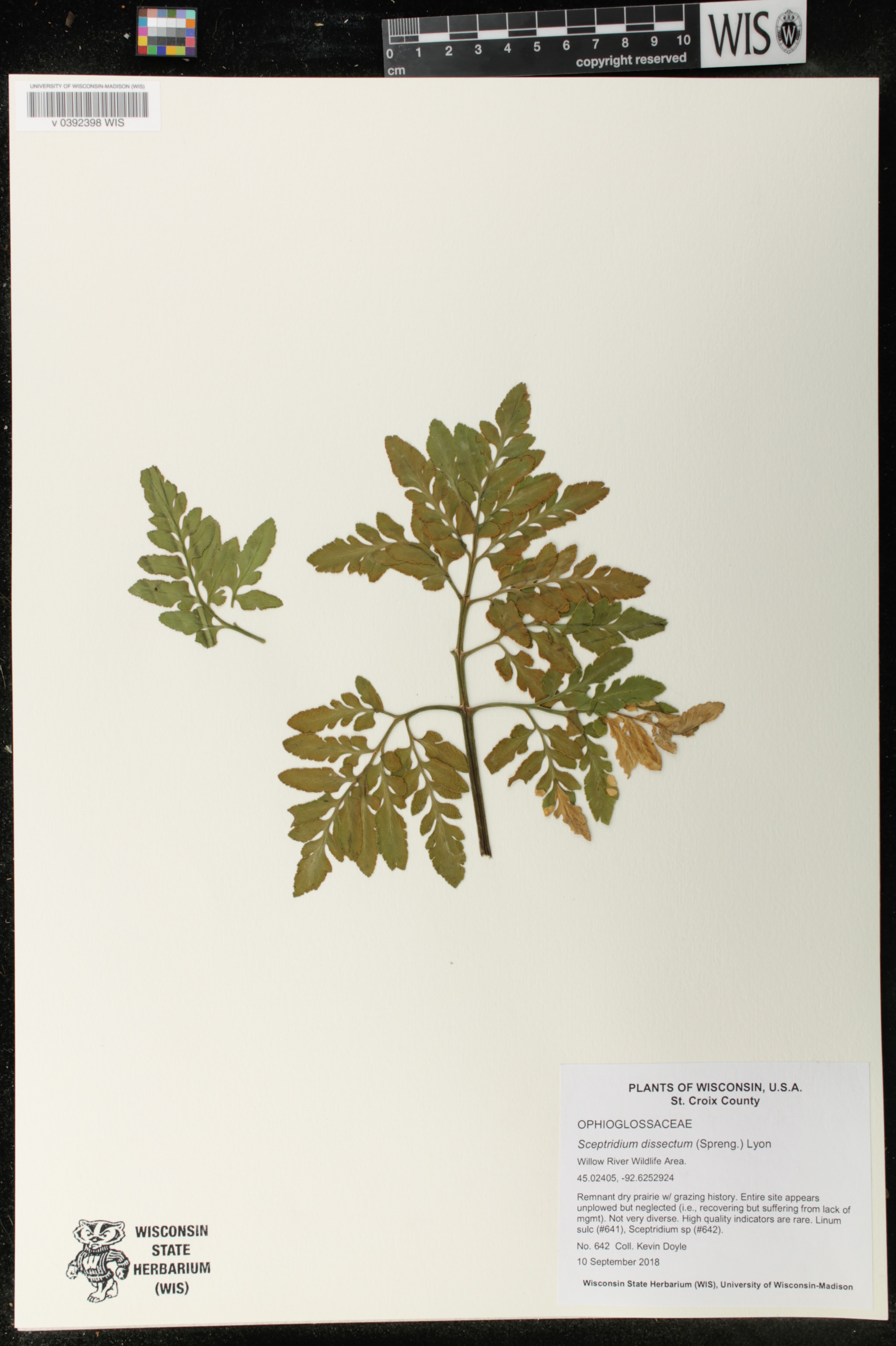 Sceptridium dissectum image