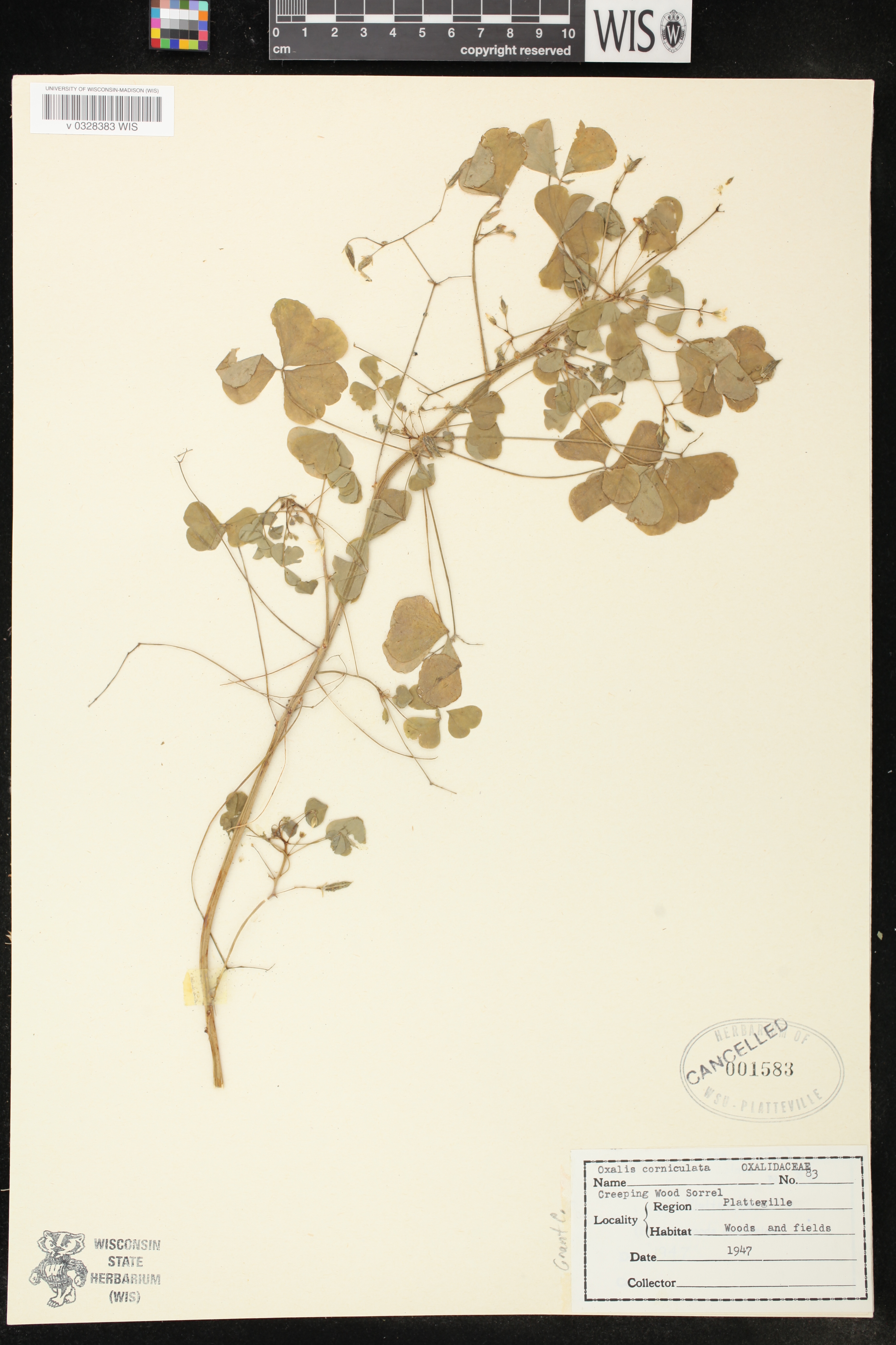 Oxalis stricta image