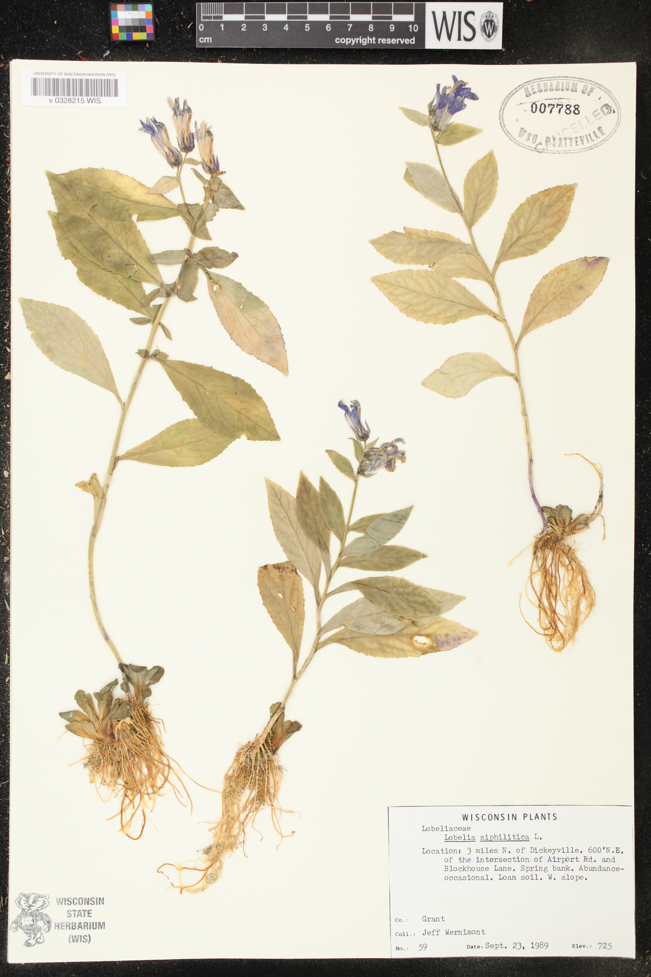 Lobelia siphilitica image