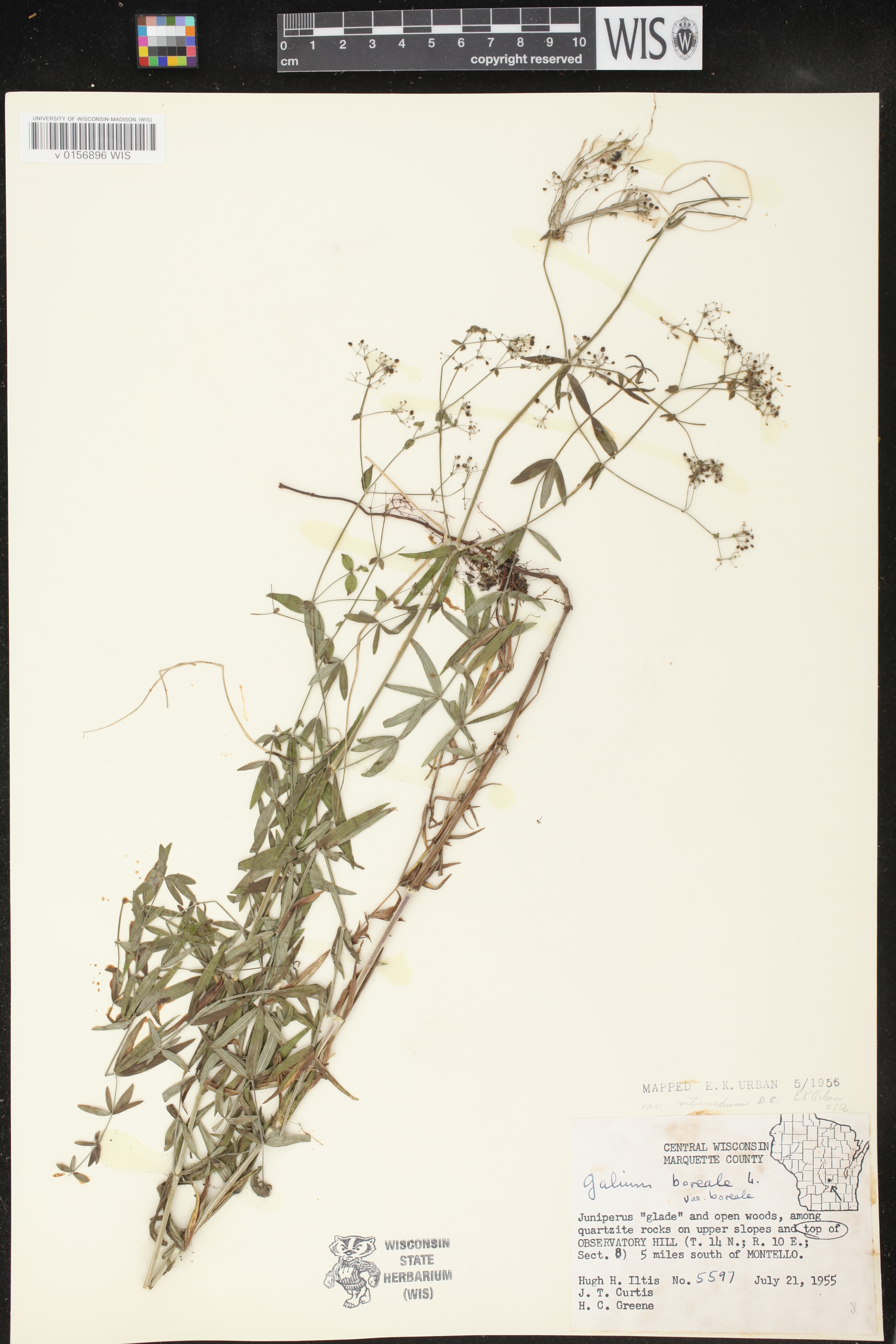 Galium boreale image