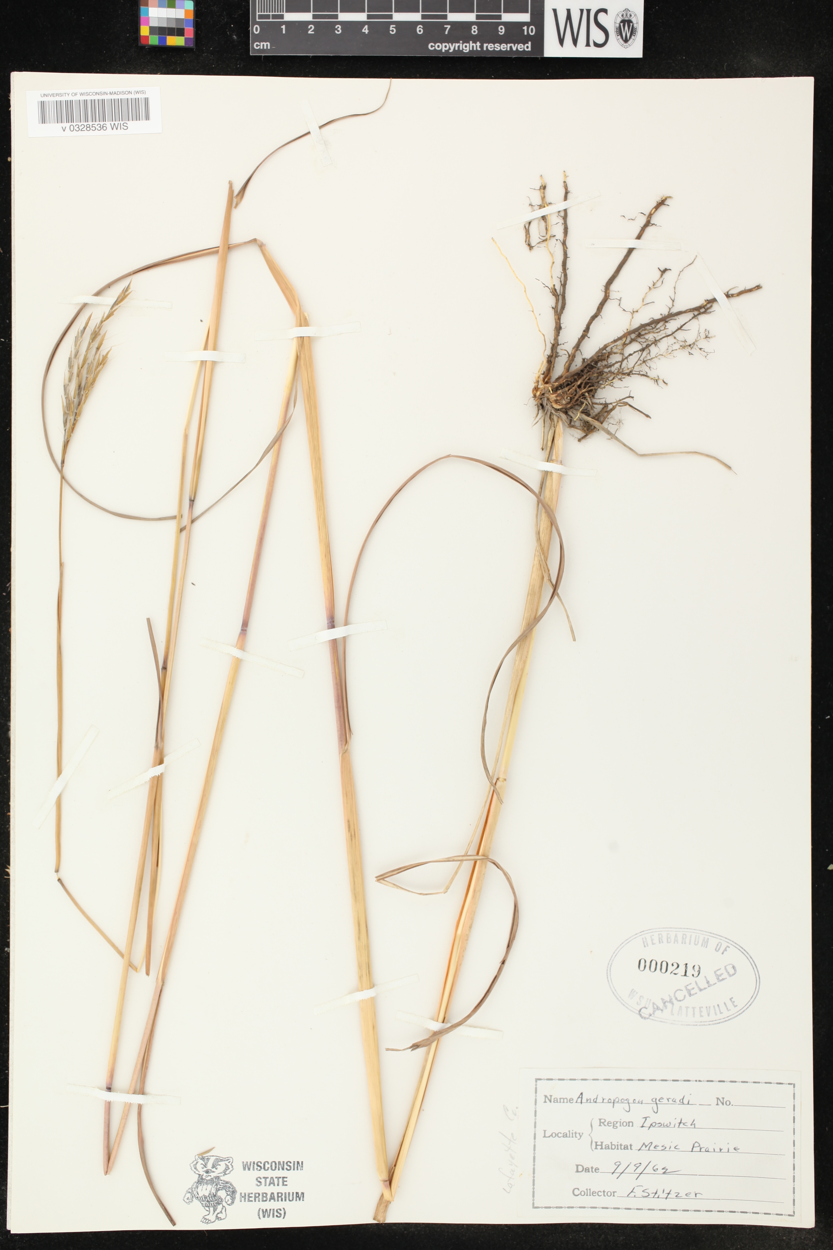 Andropogon gerardii image