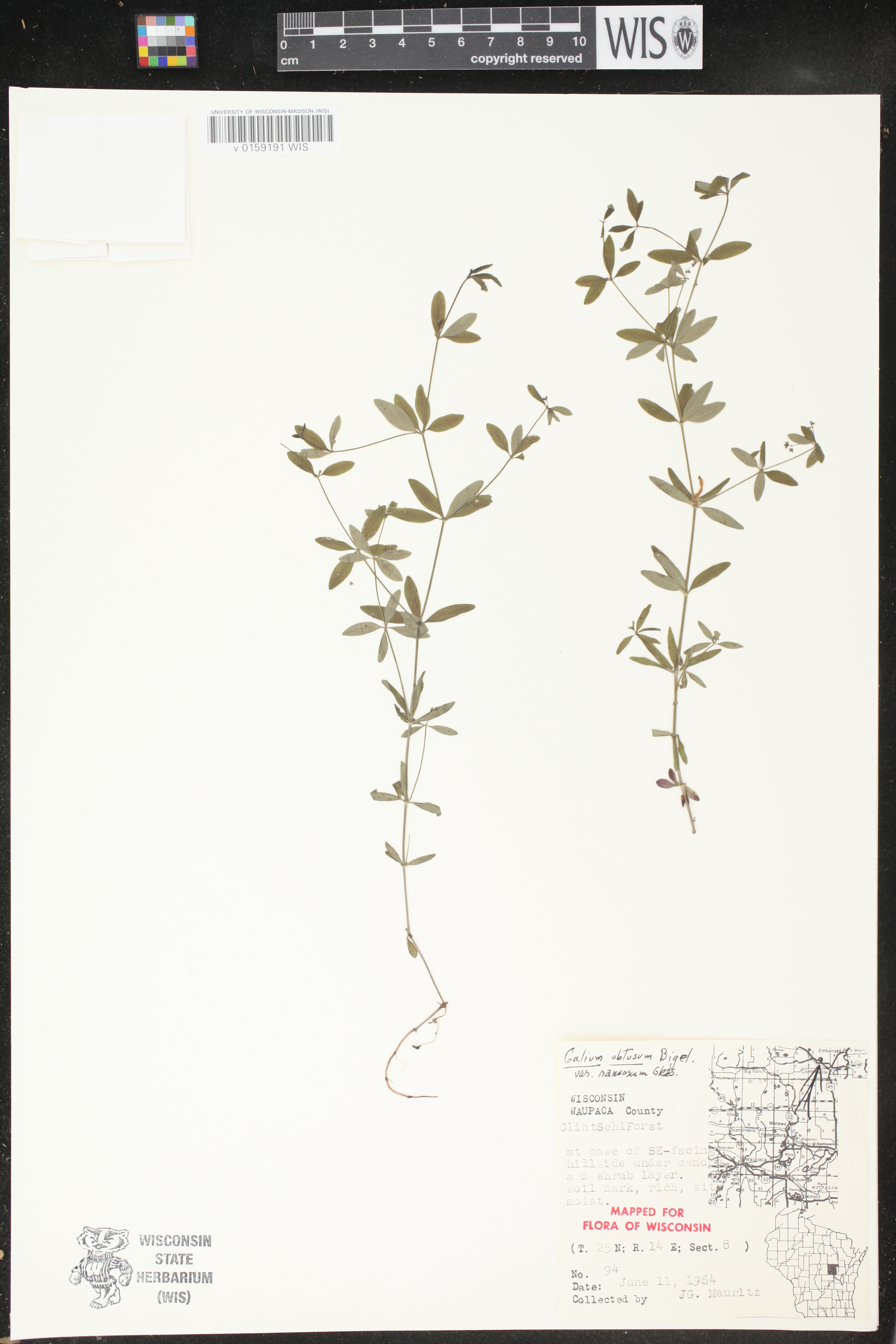 Galium obtusum subsp. obtusum image