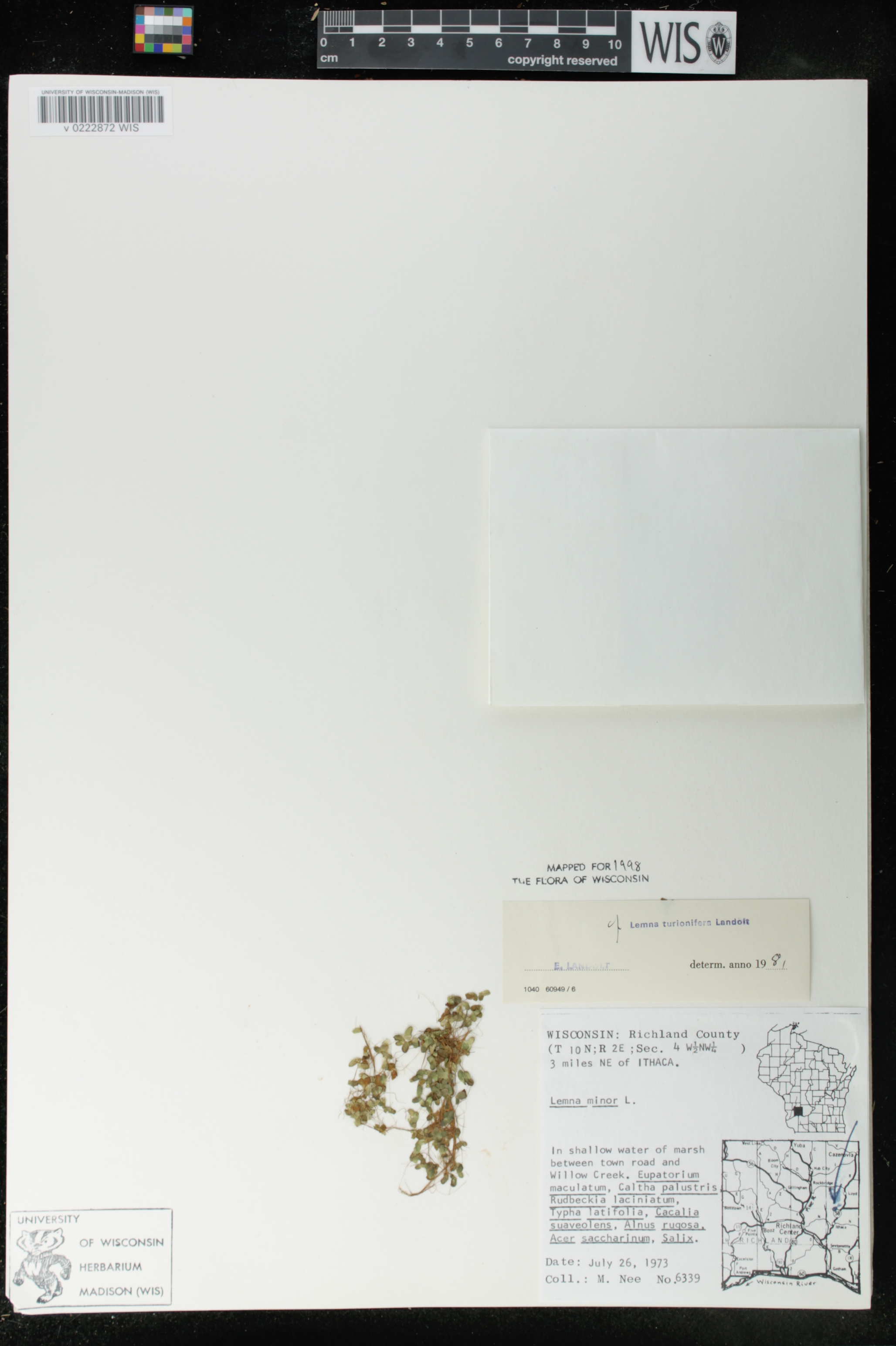 Lemna turionifera image