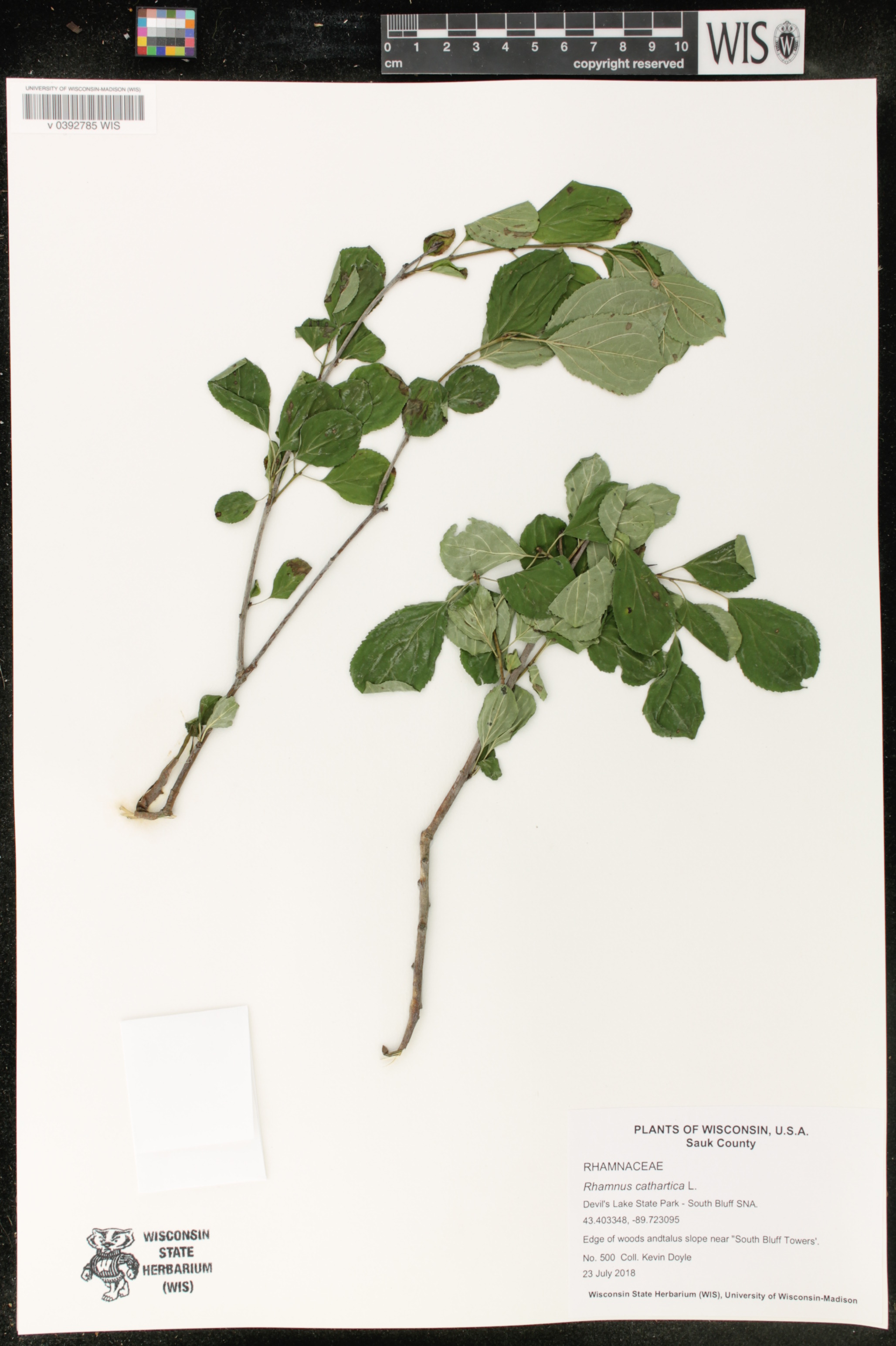 Rhamnus cathartica image