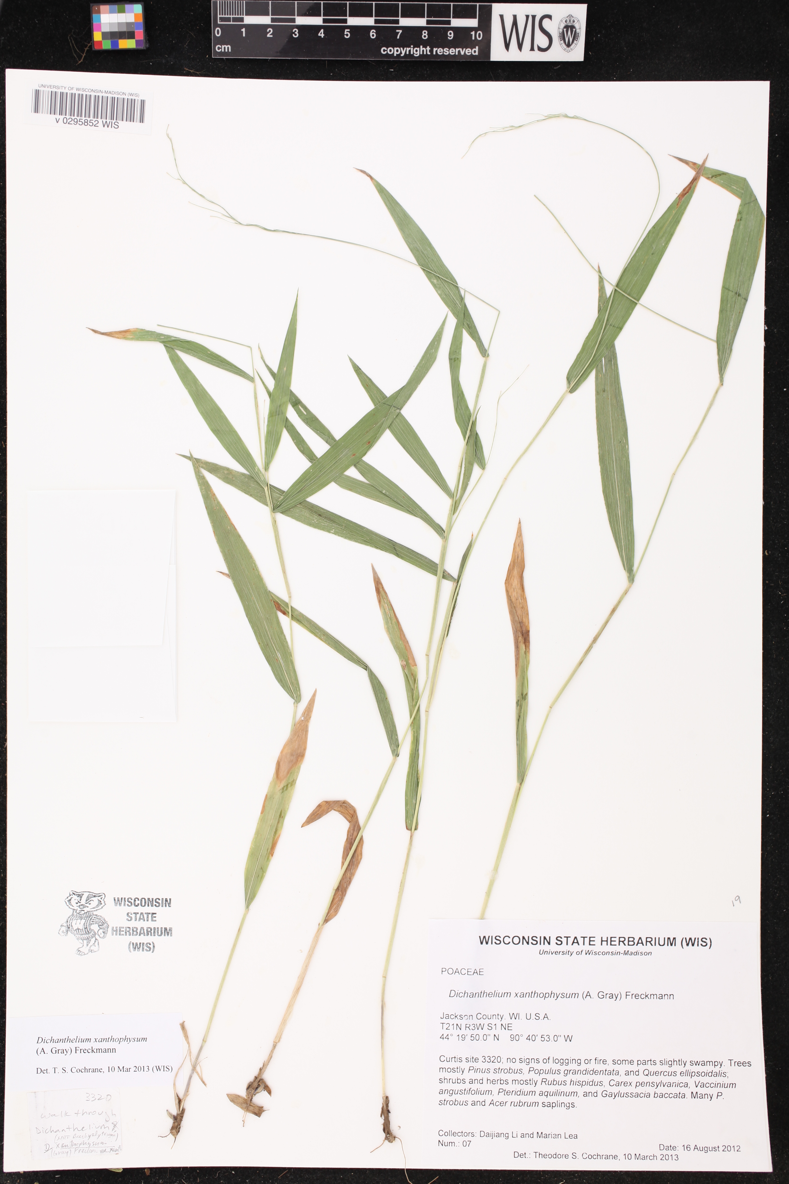 Dichanthelium xanthophysum image
