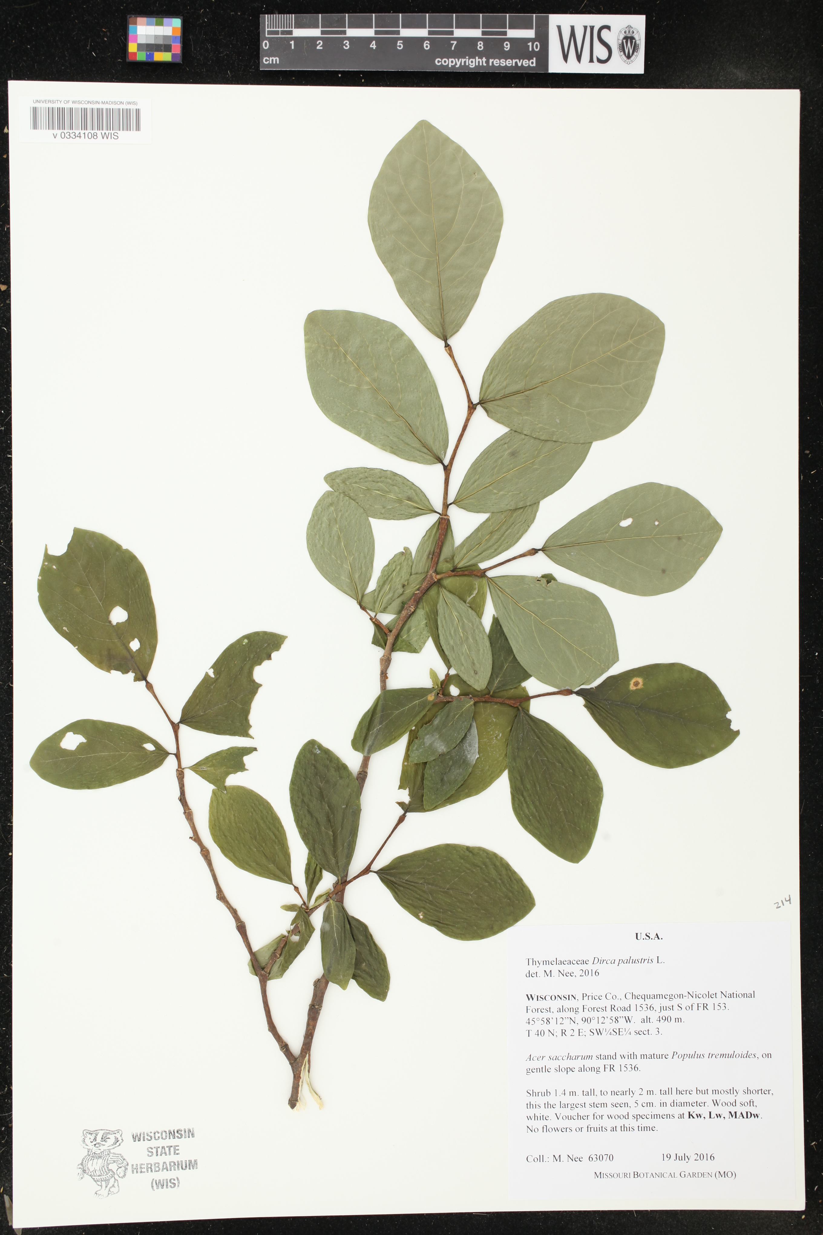 Dirca palustris image