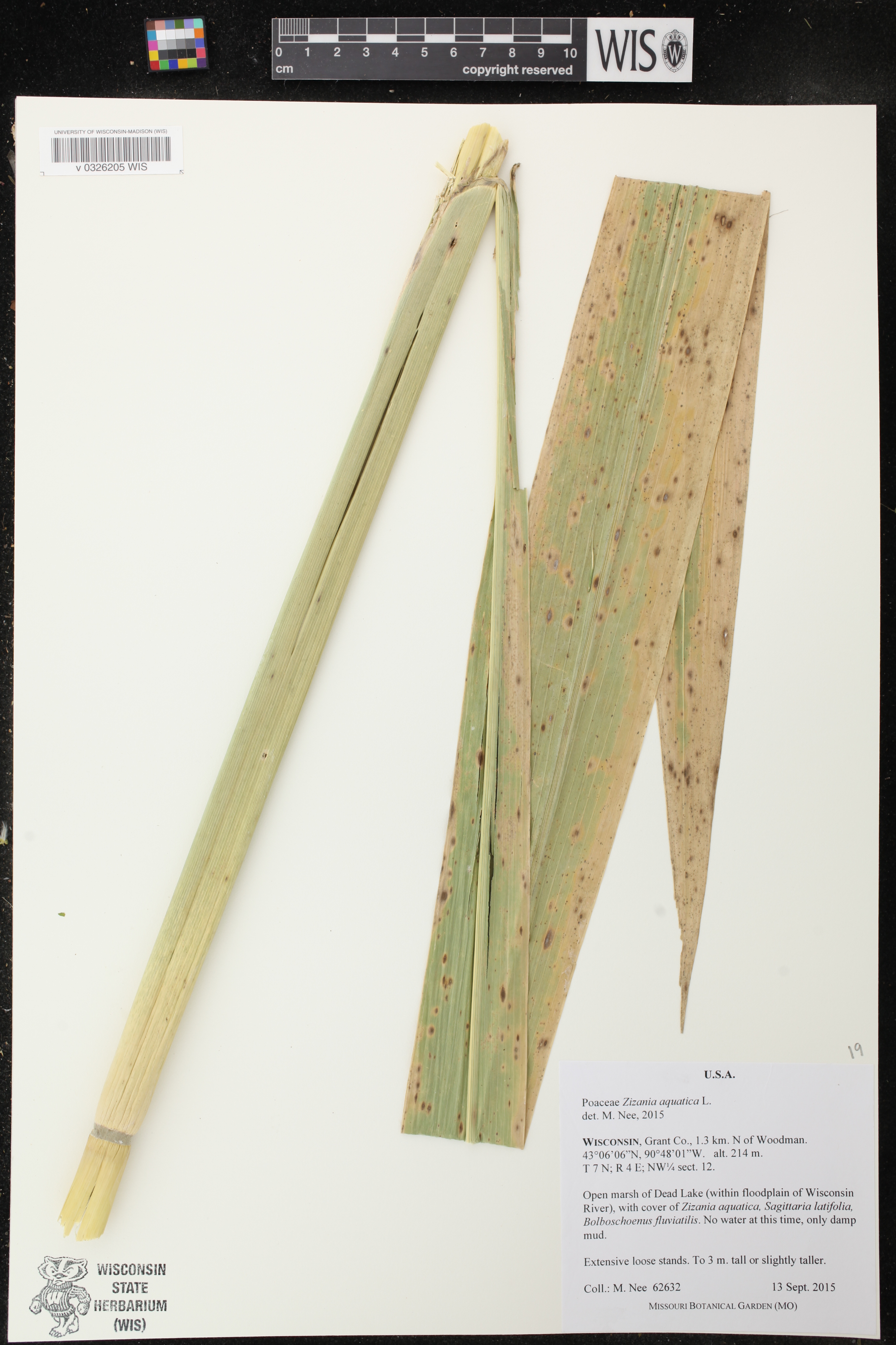Zizania aquatica image