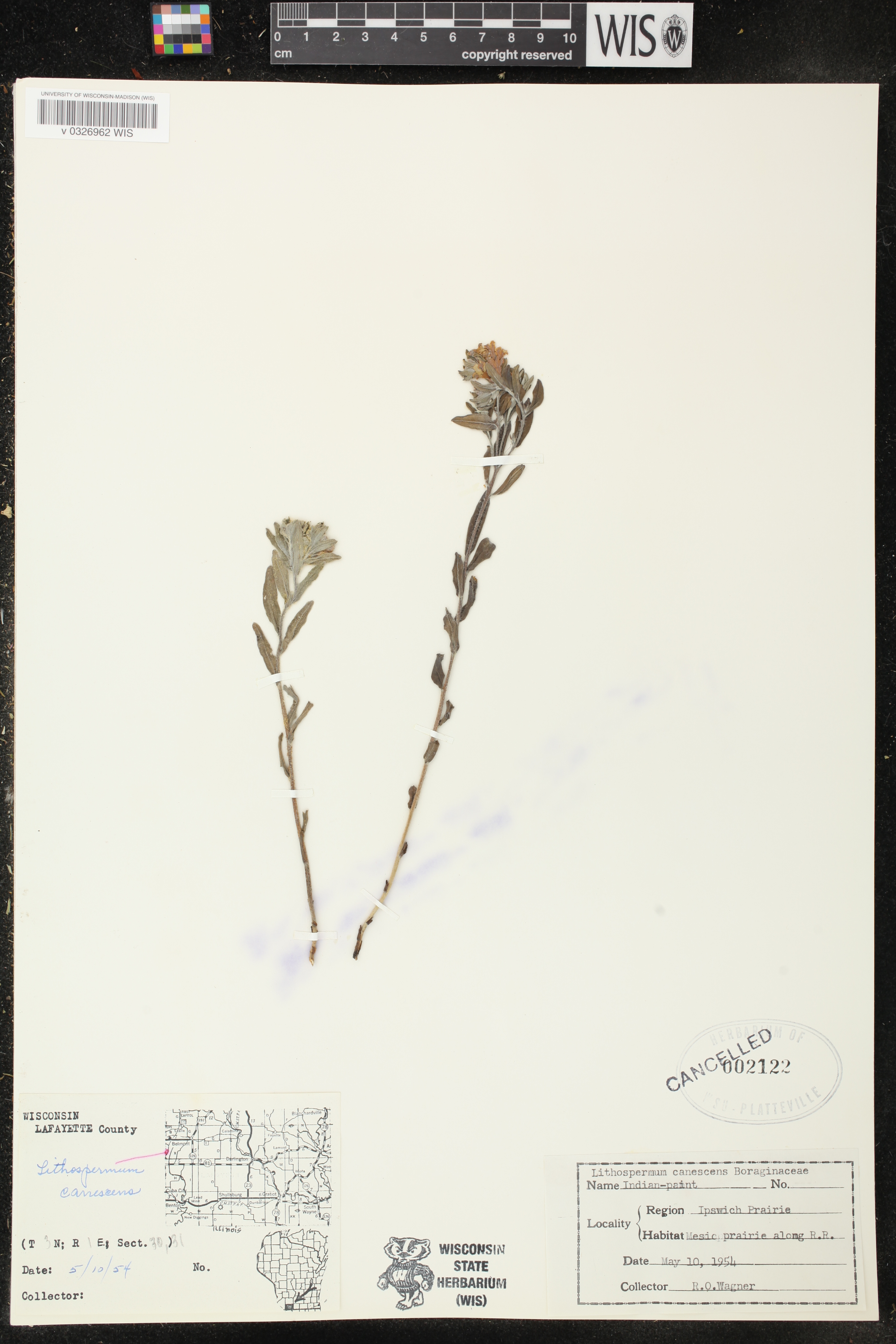 Lithospermum canescens image