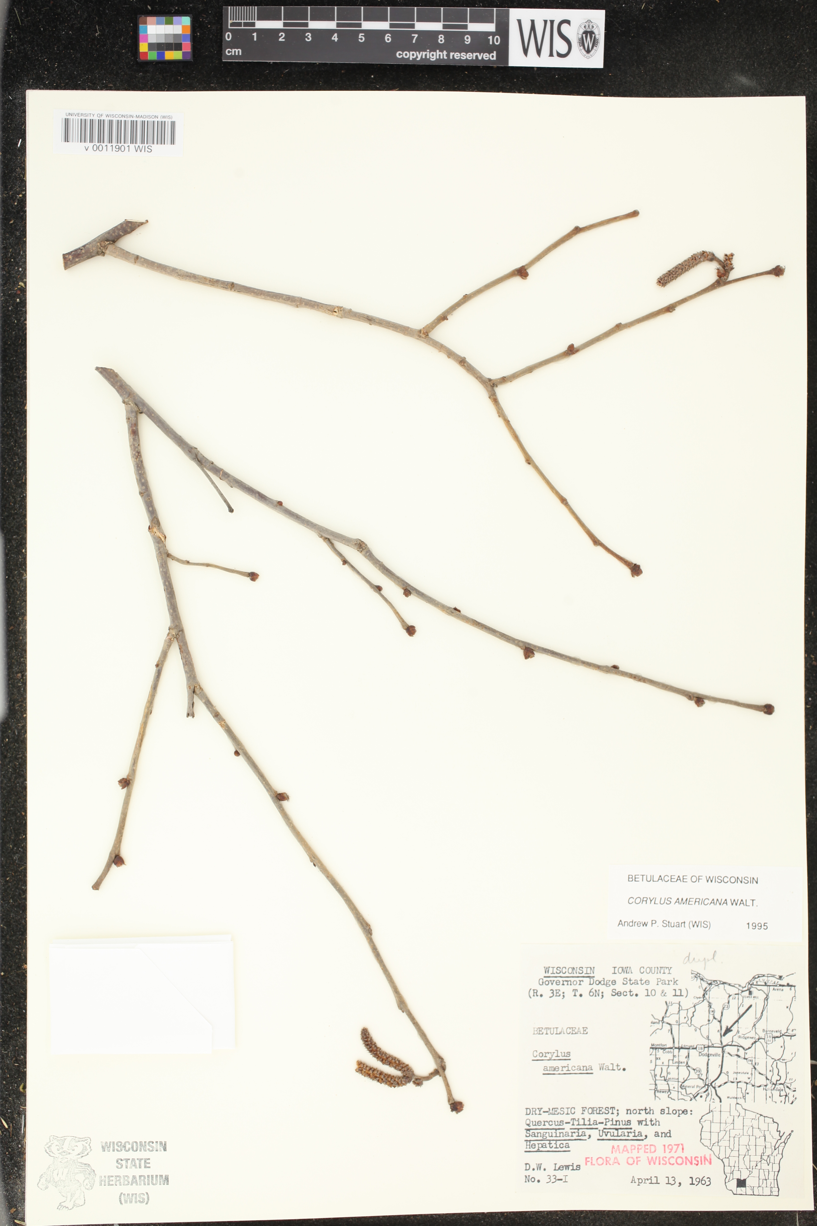 Corylus americana image