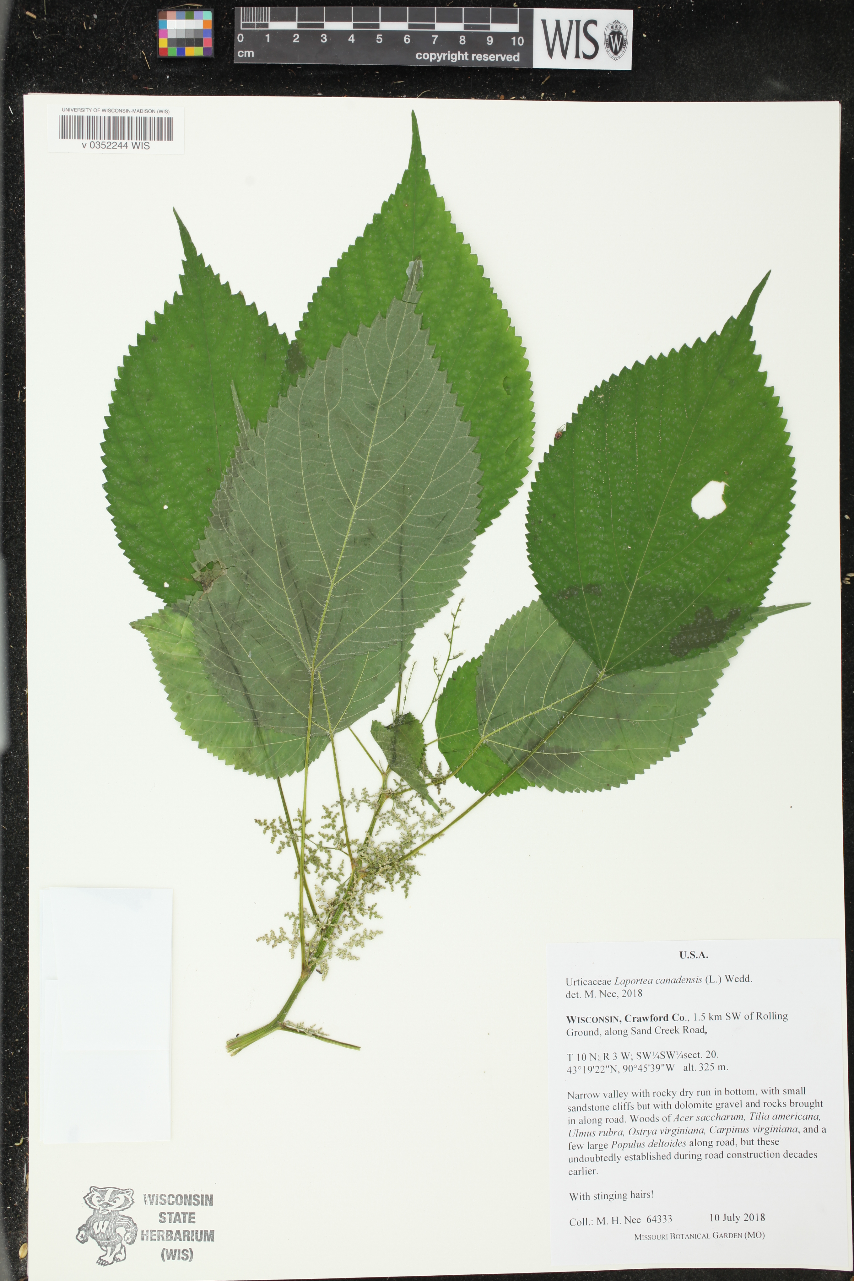 Laportea canadensis image