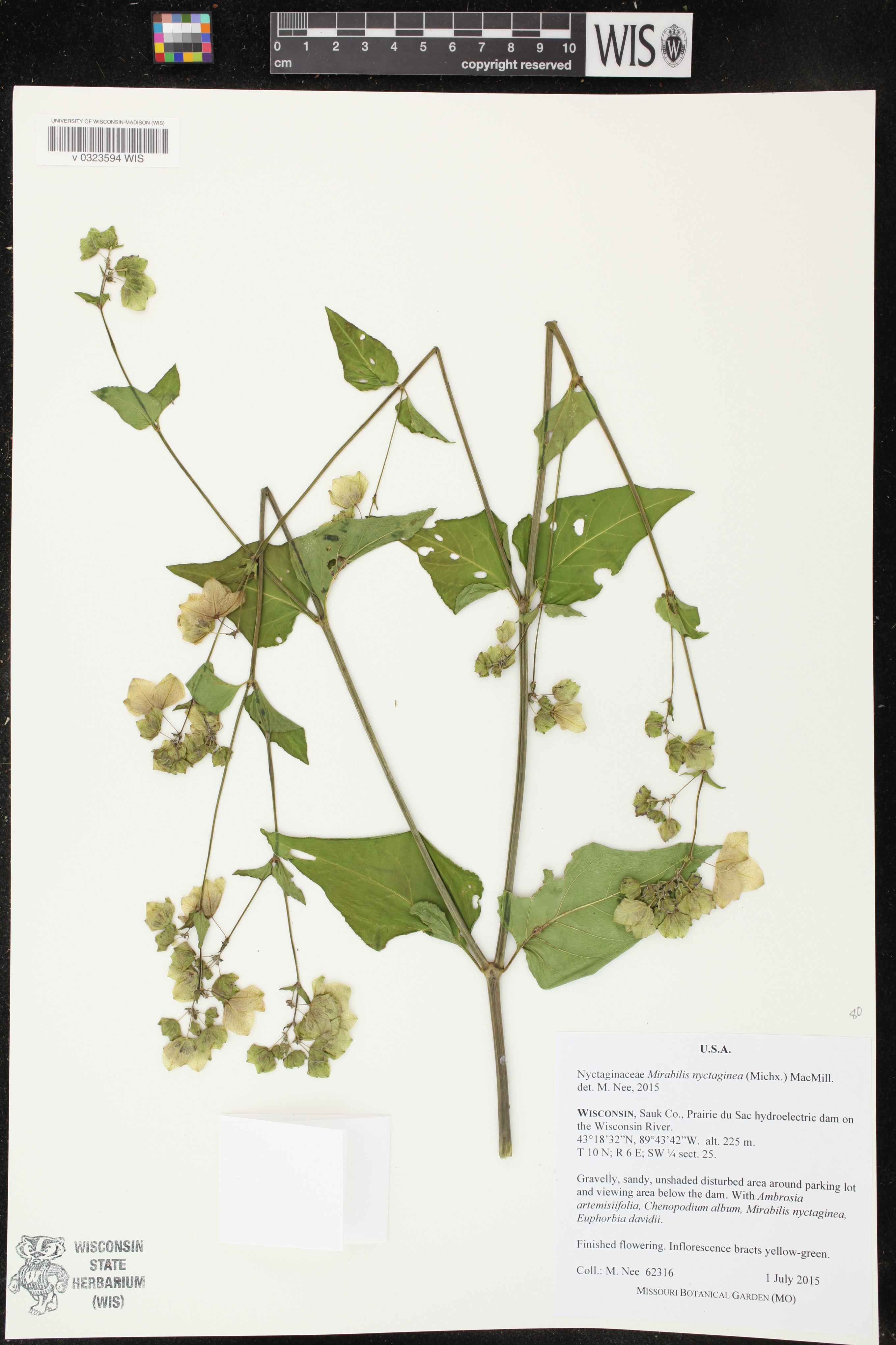 Mirabilis nyctaginea image