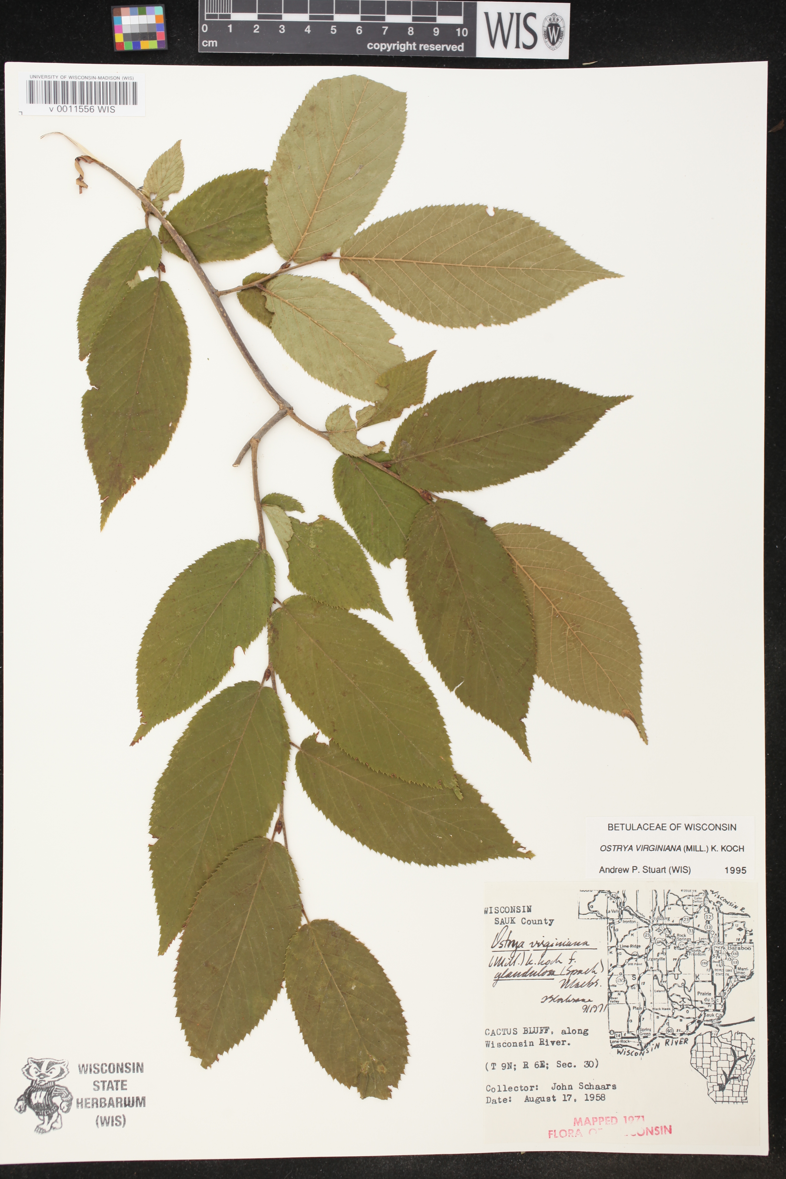 Ostrya virginiana image