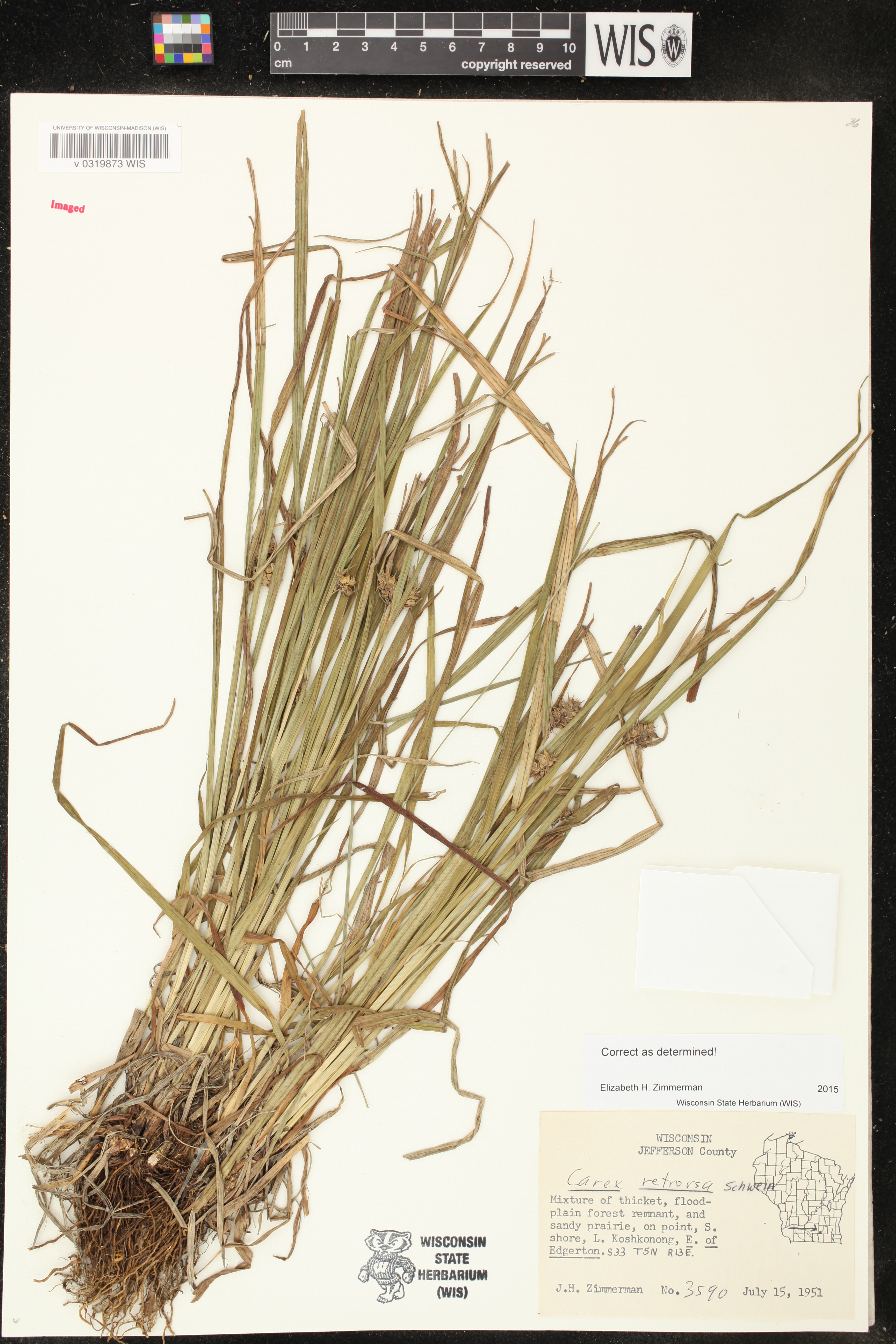 Carex retrorsa image