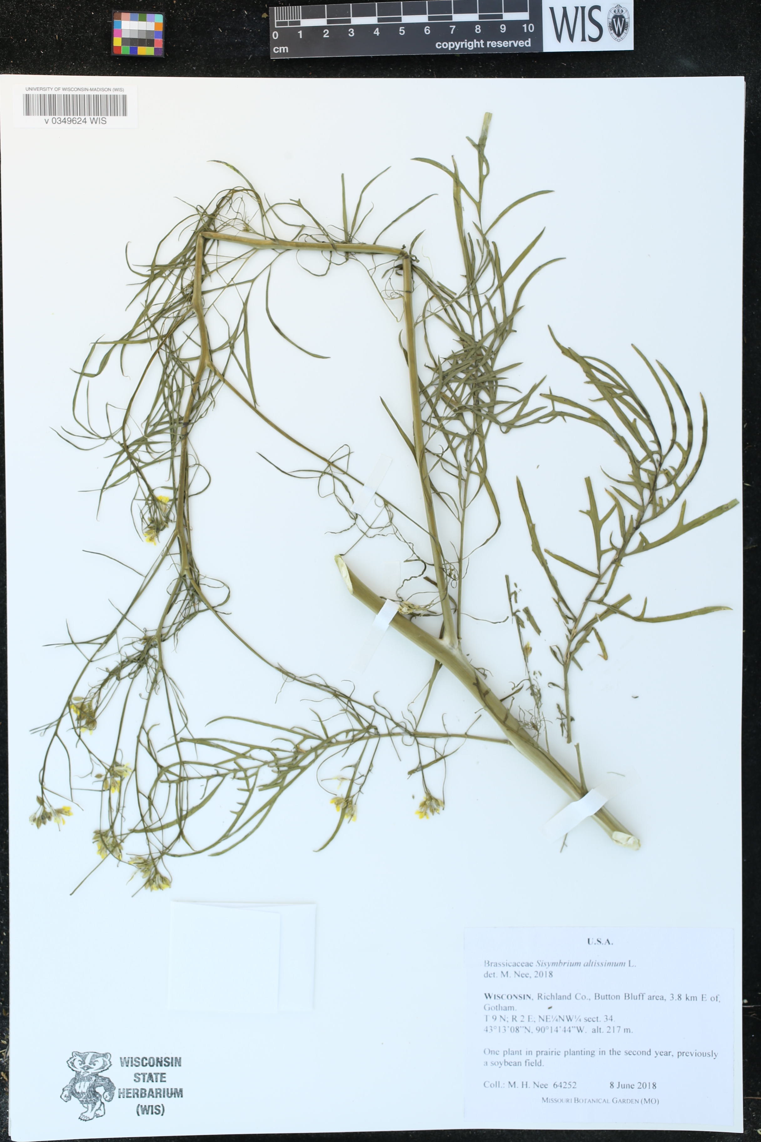 Sisymbrium altissimum image