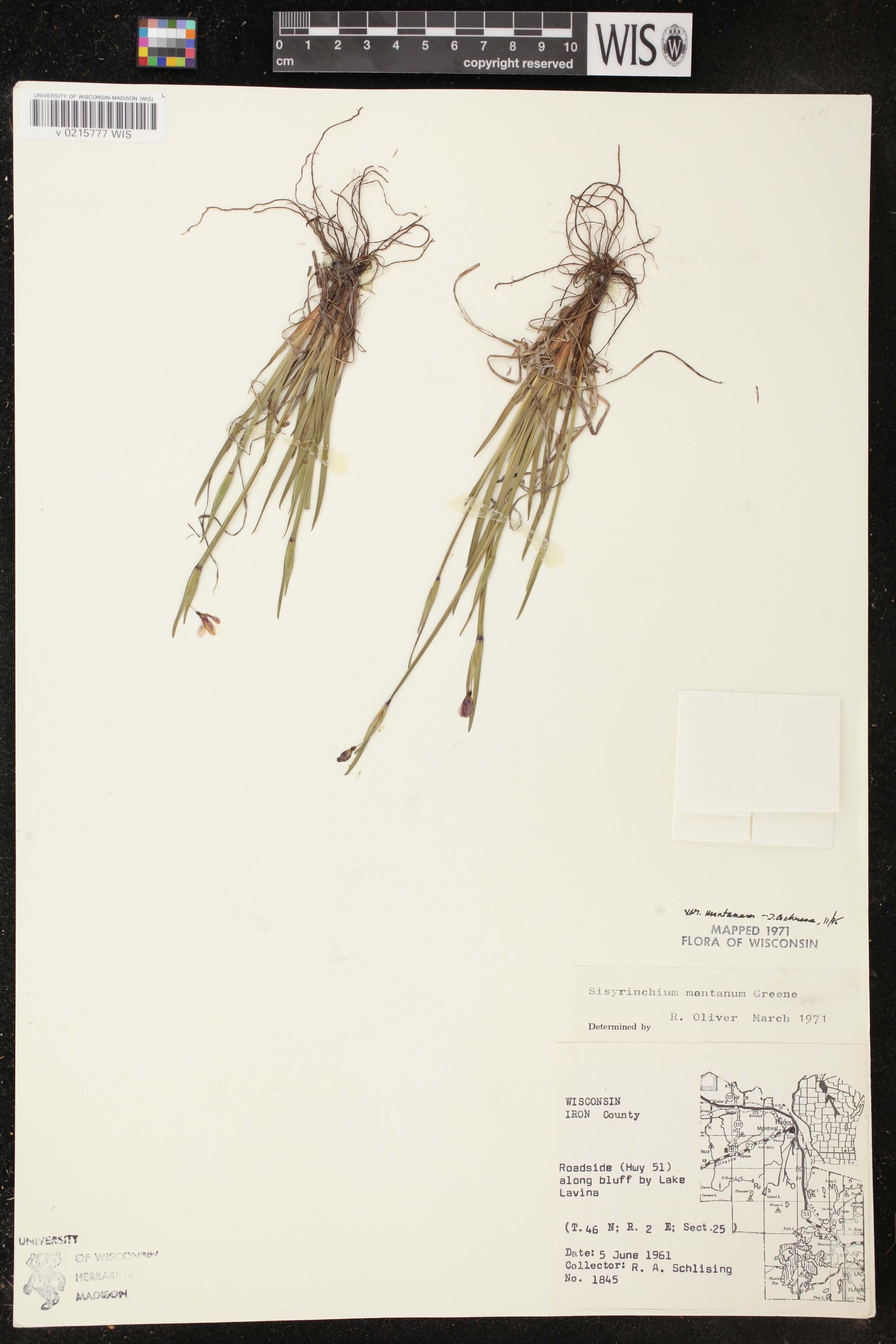 Sisyrinchium montanum image