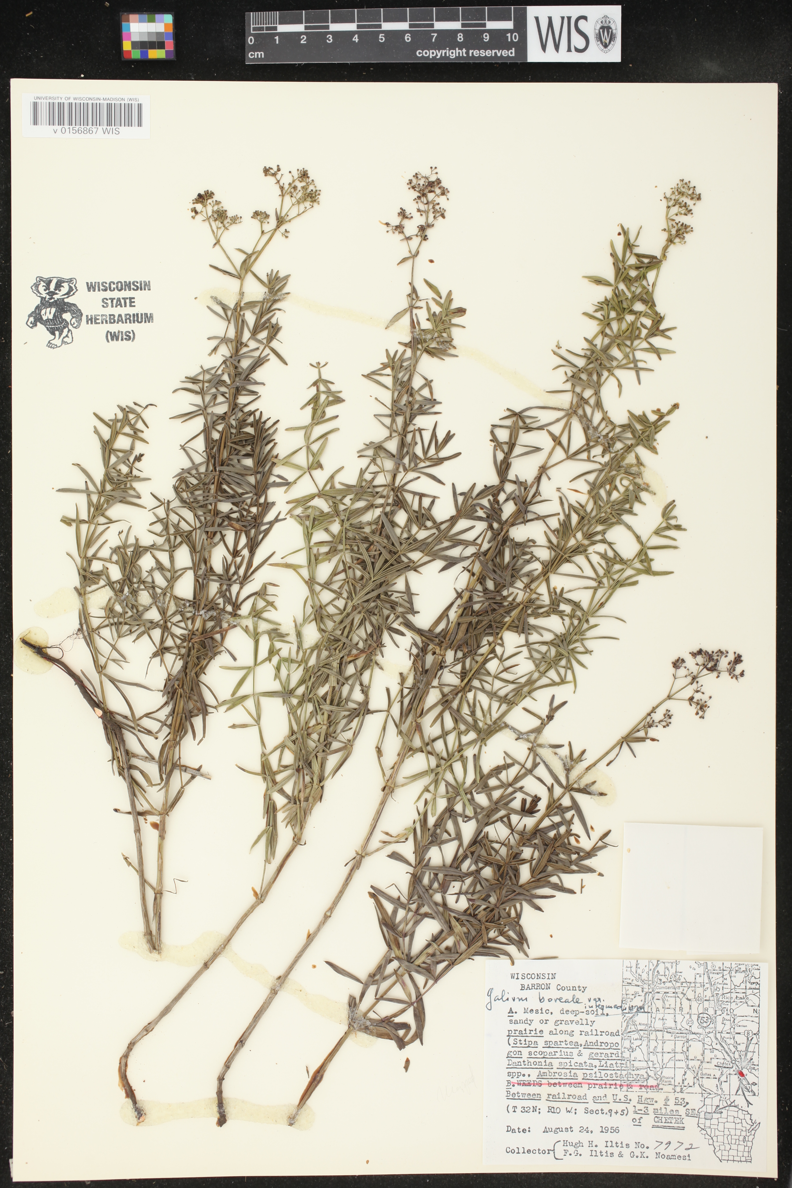 Galium boreale image