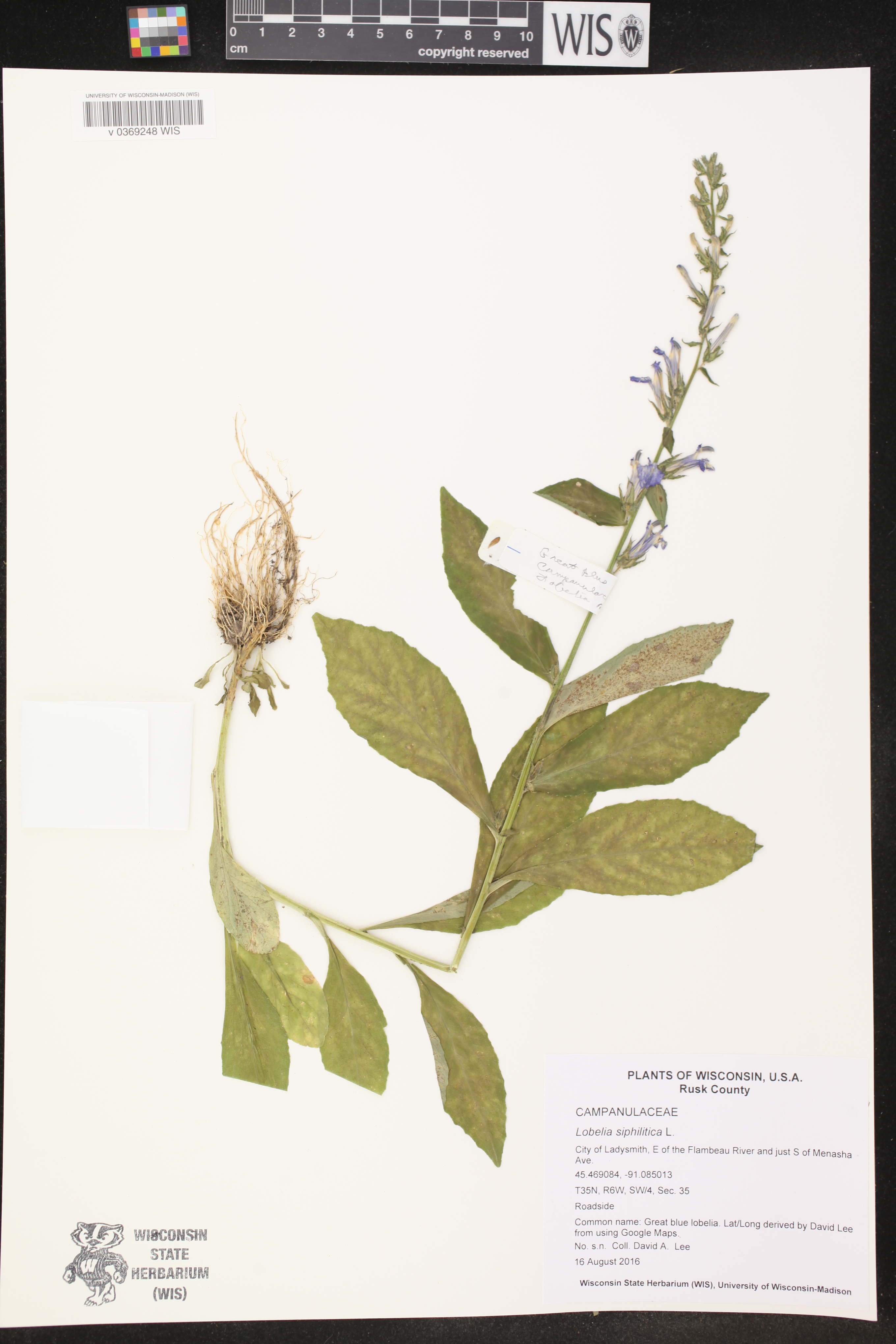 Lobelia siphilitica image