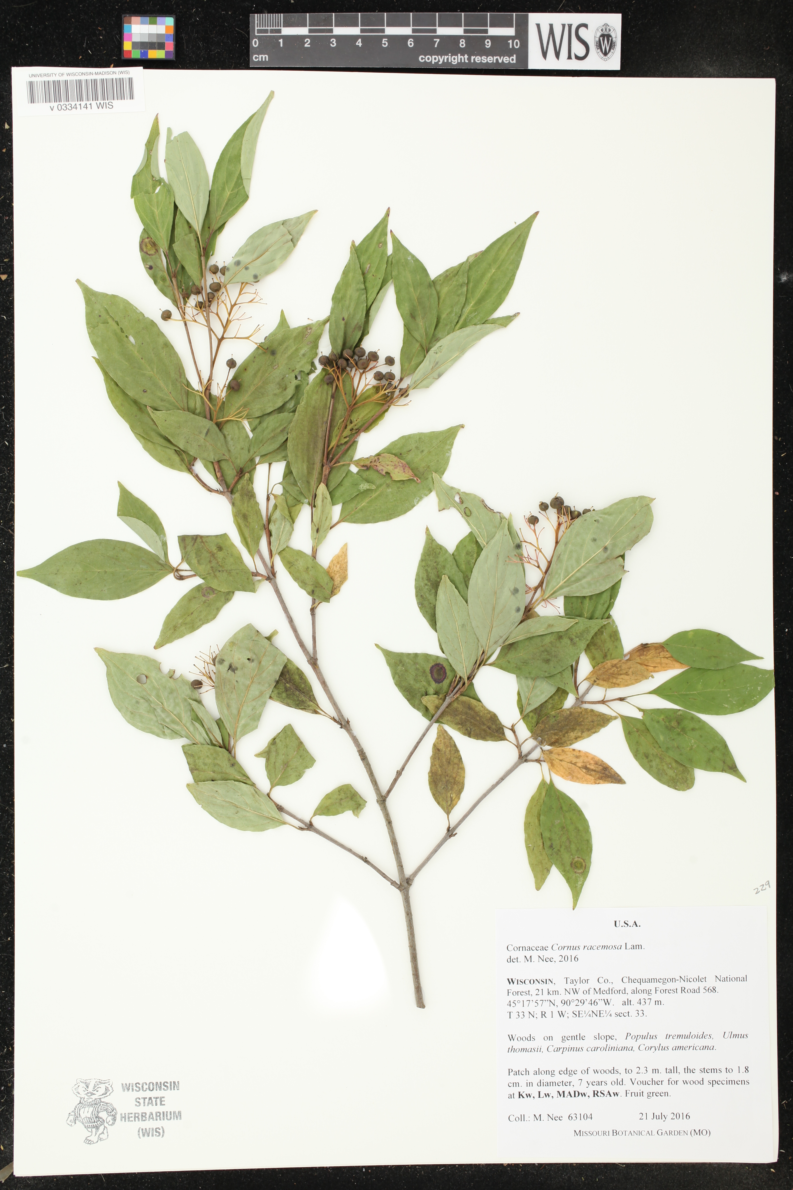Cornus foemina subsp. racemosa image