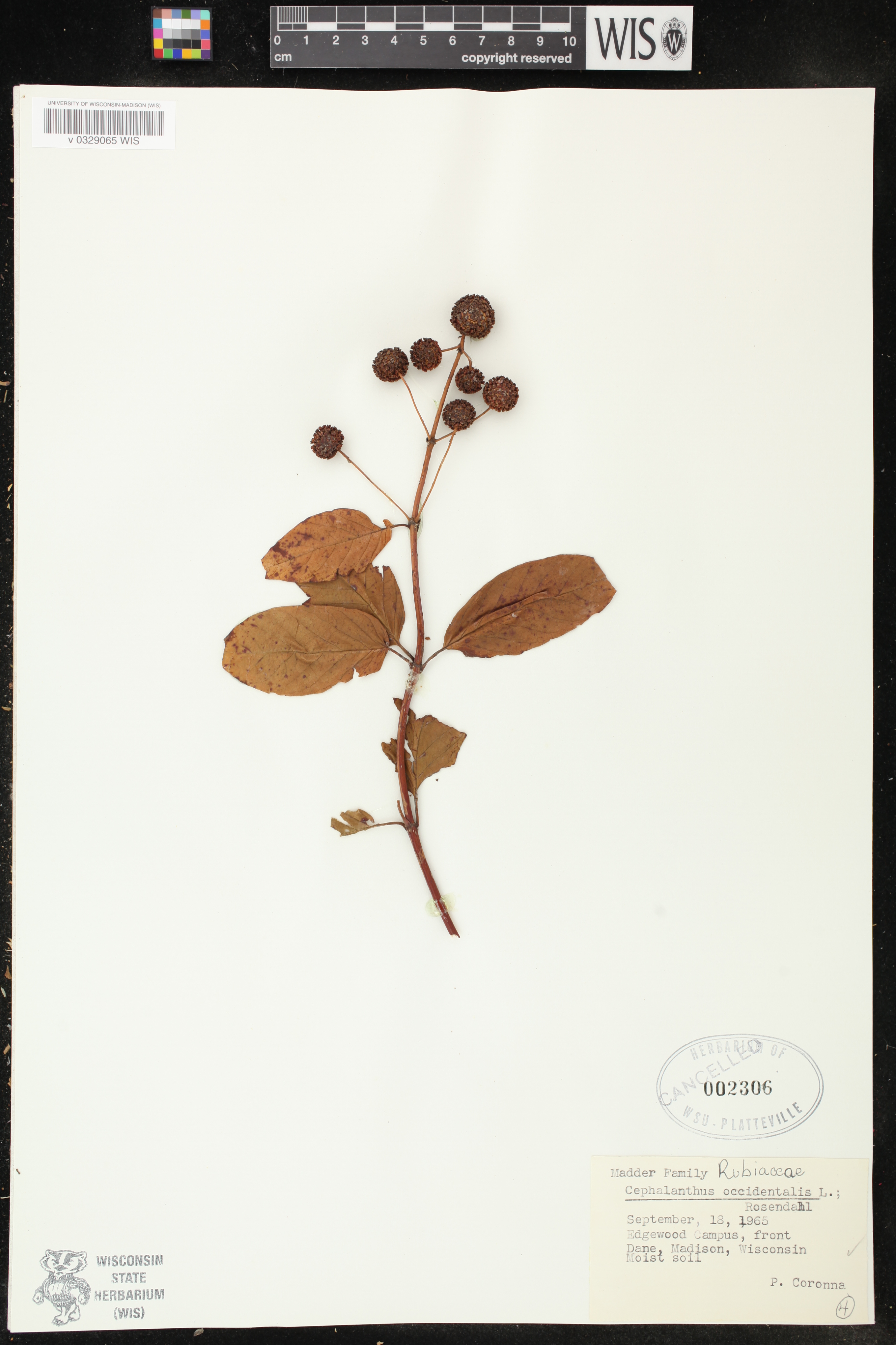 Cephalanthus occidentalis image