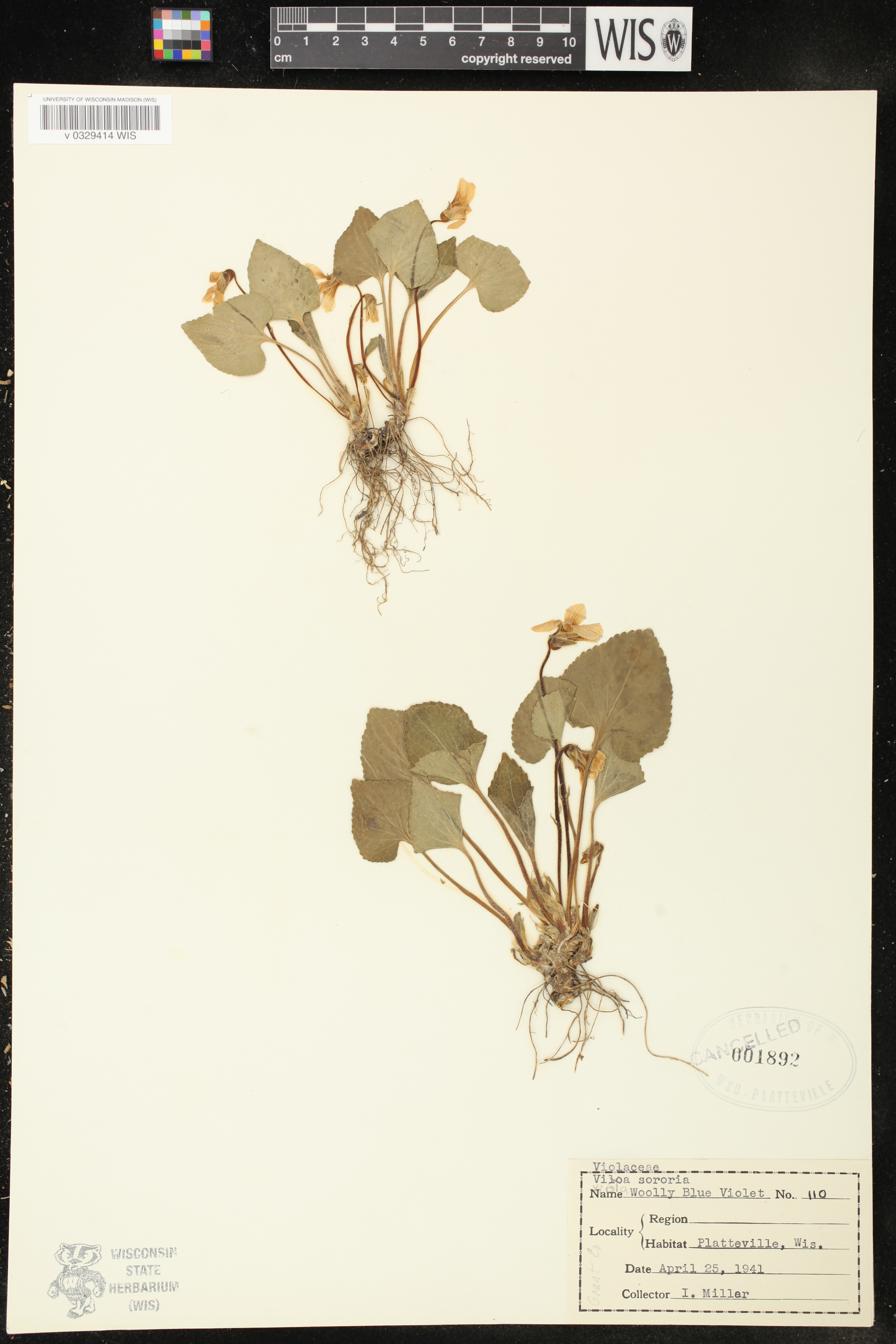 Viola sororia image