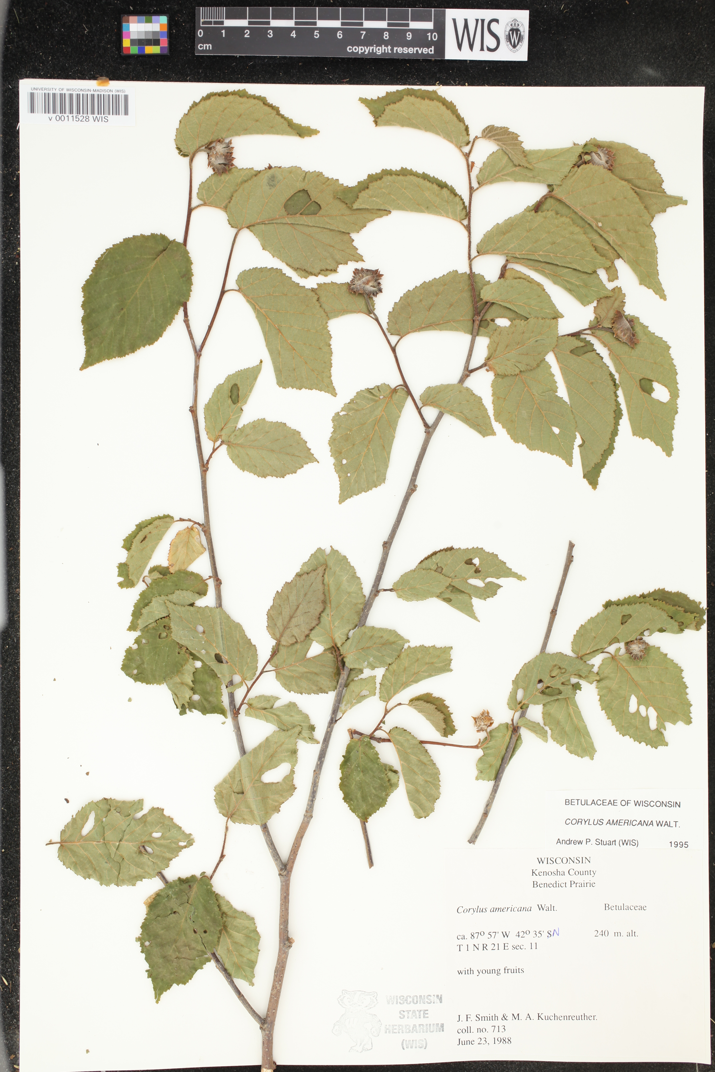Corylus americana image