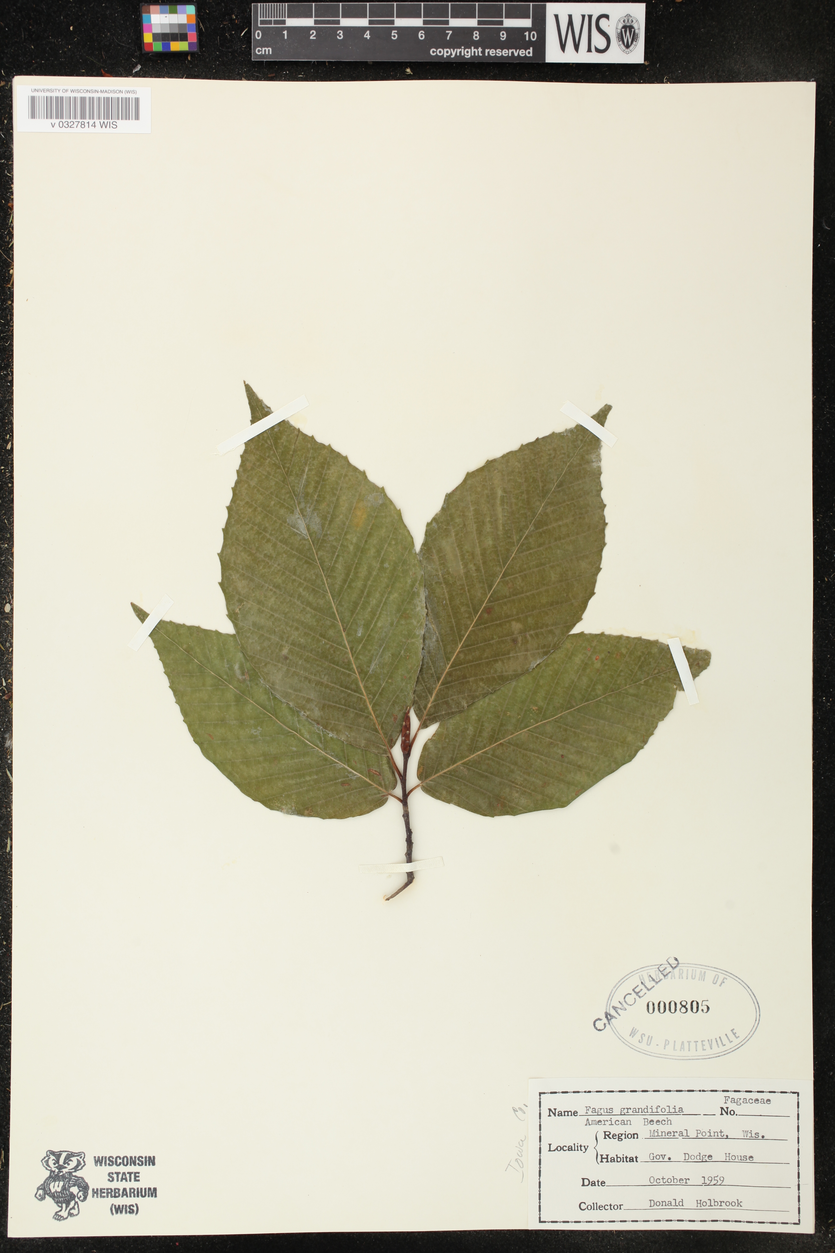 Fagus grandifolia image