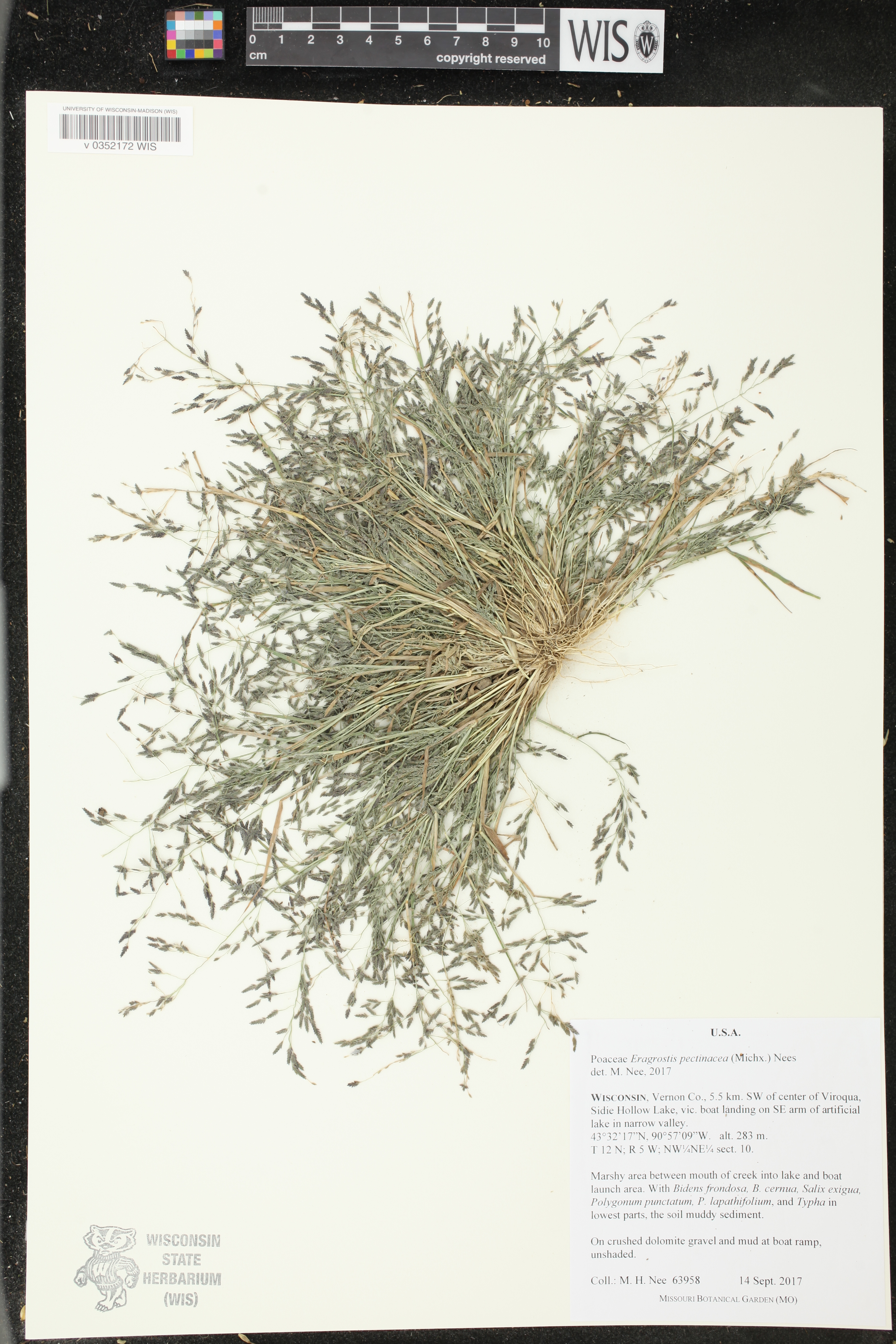 Eragrostis pectinacea image