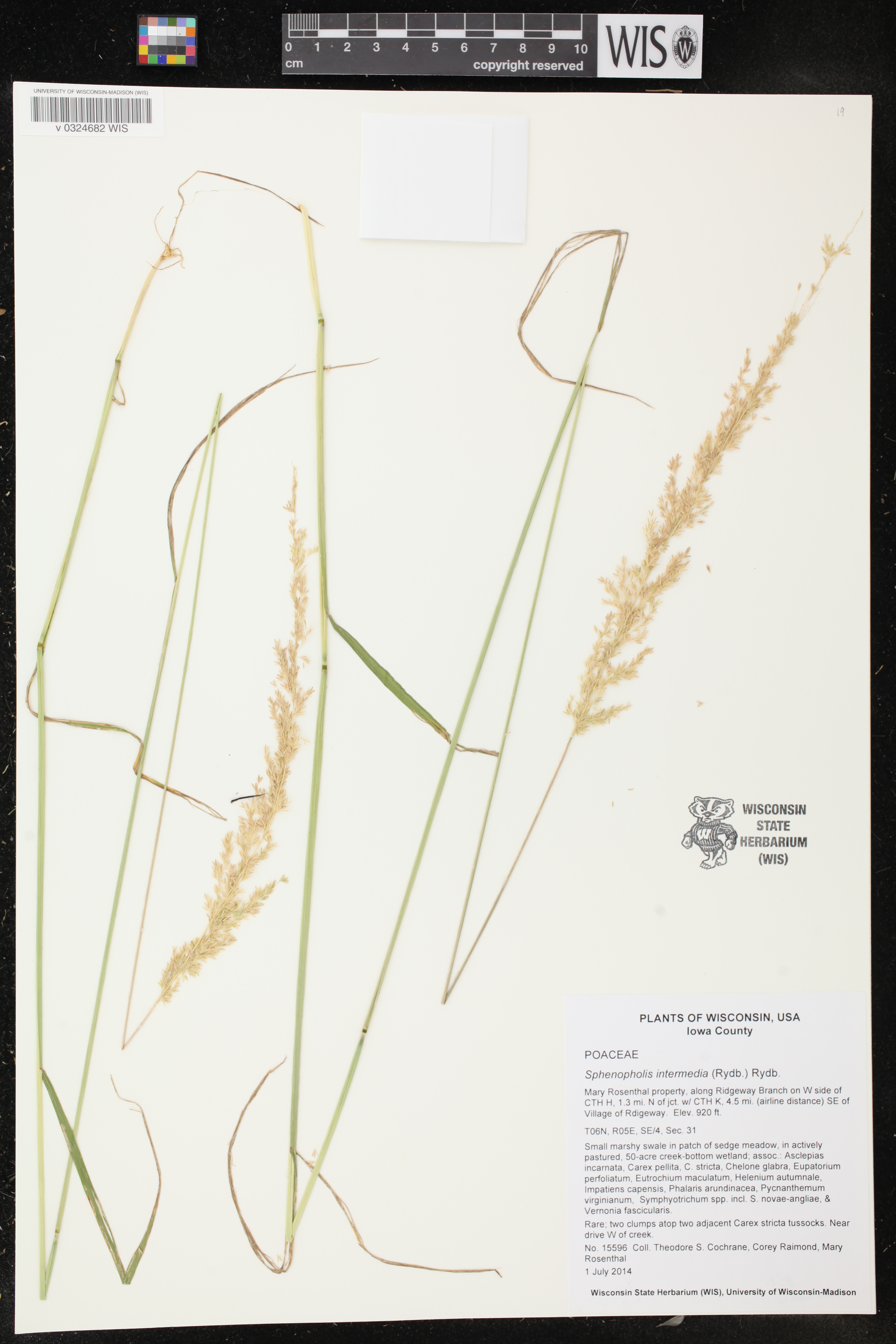 Sphenopholis intermedia image