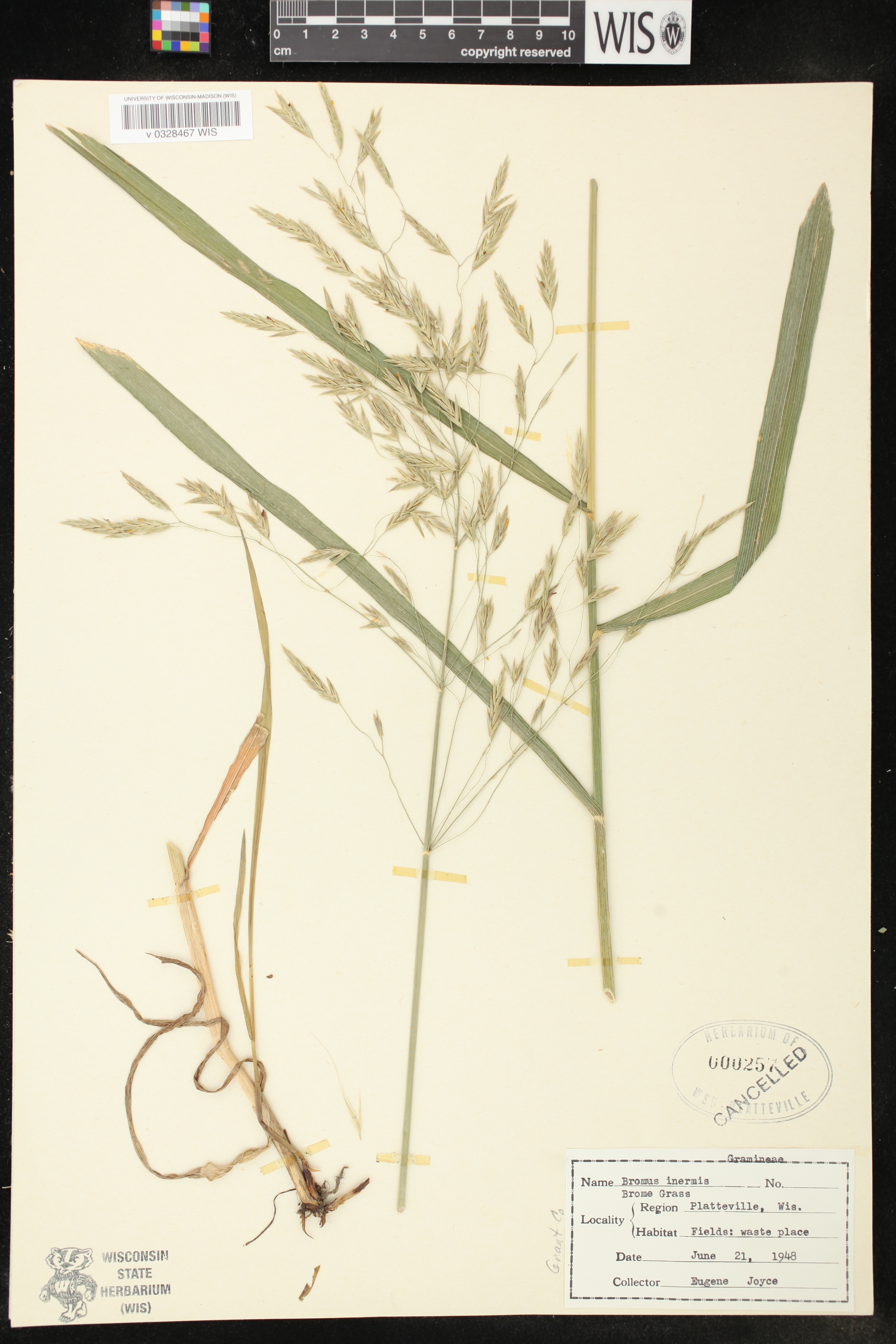 Bromus inermis image