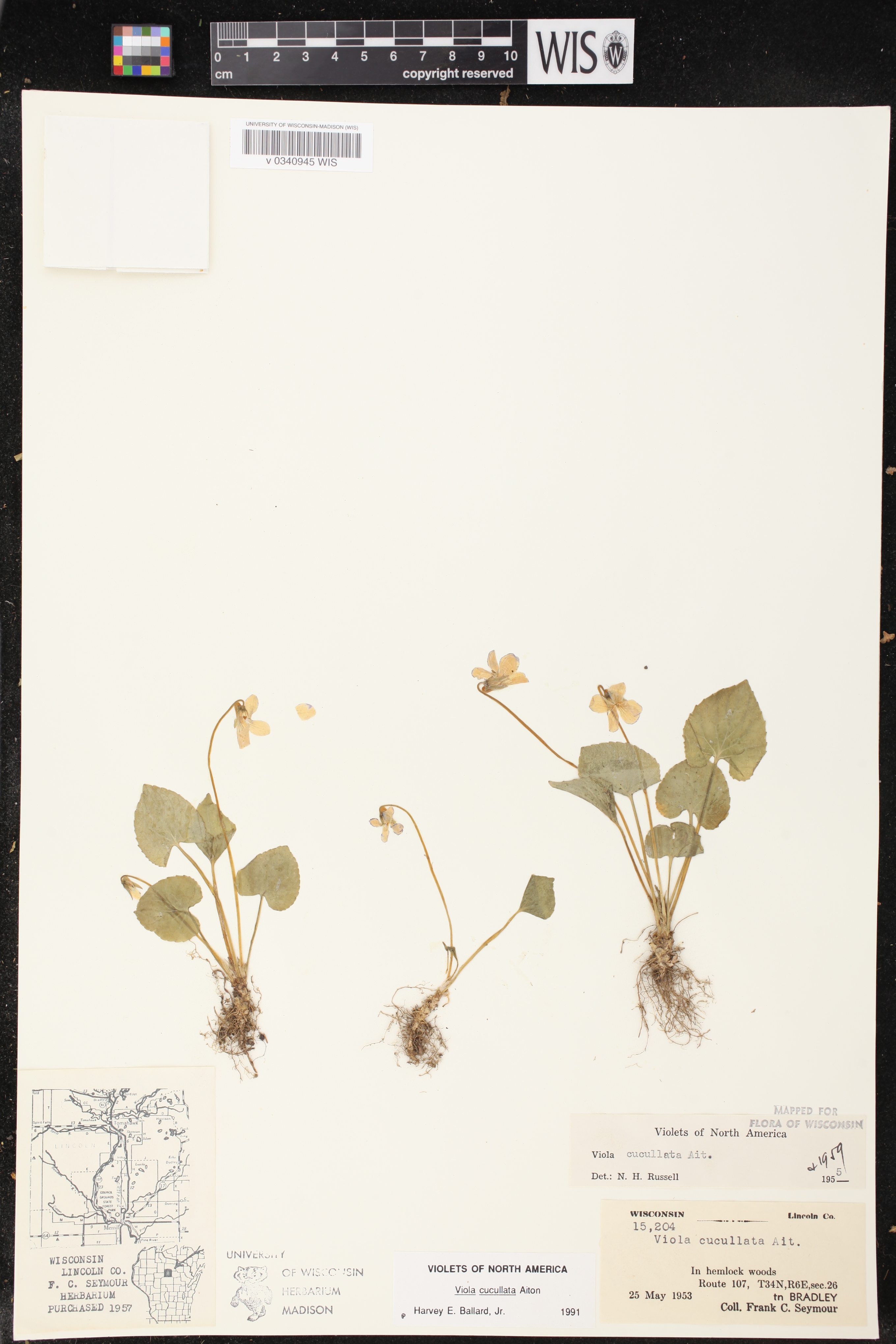 Viola cucullata image