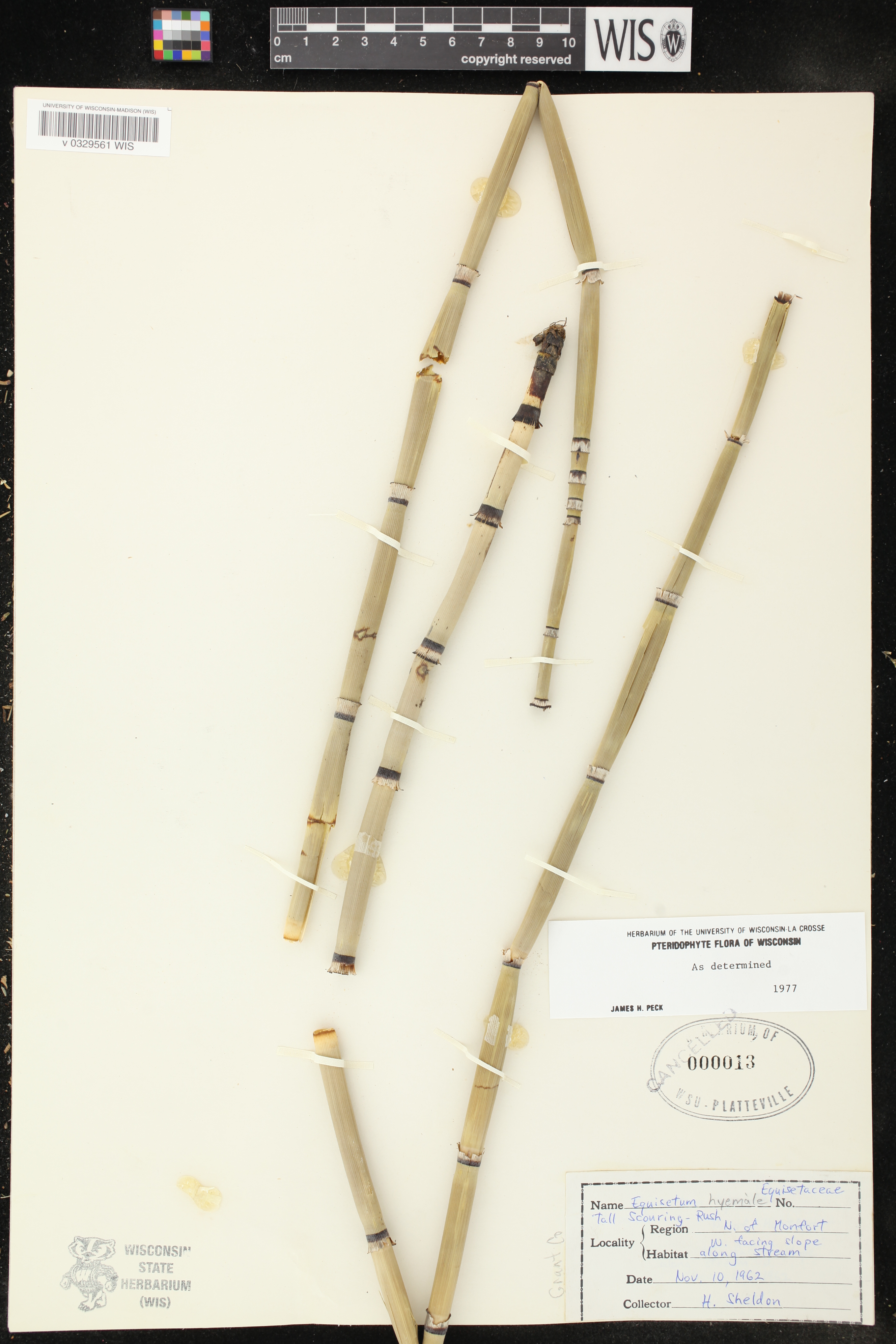 Equisetum hyemale image