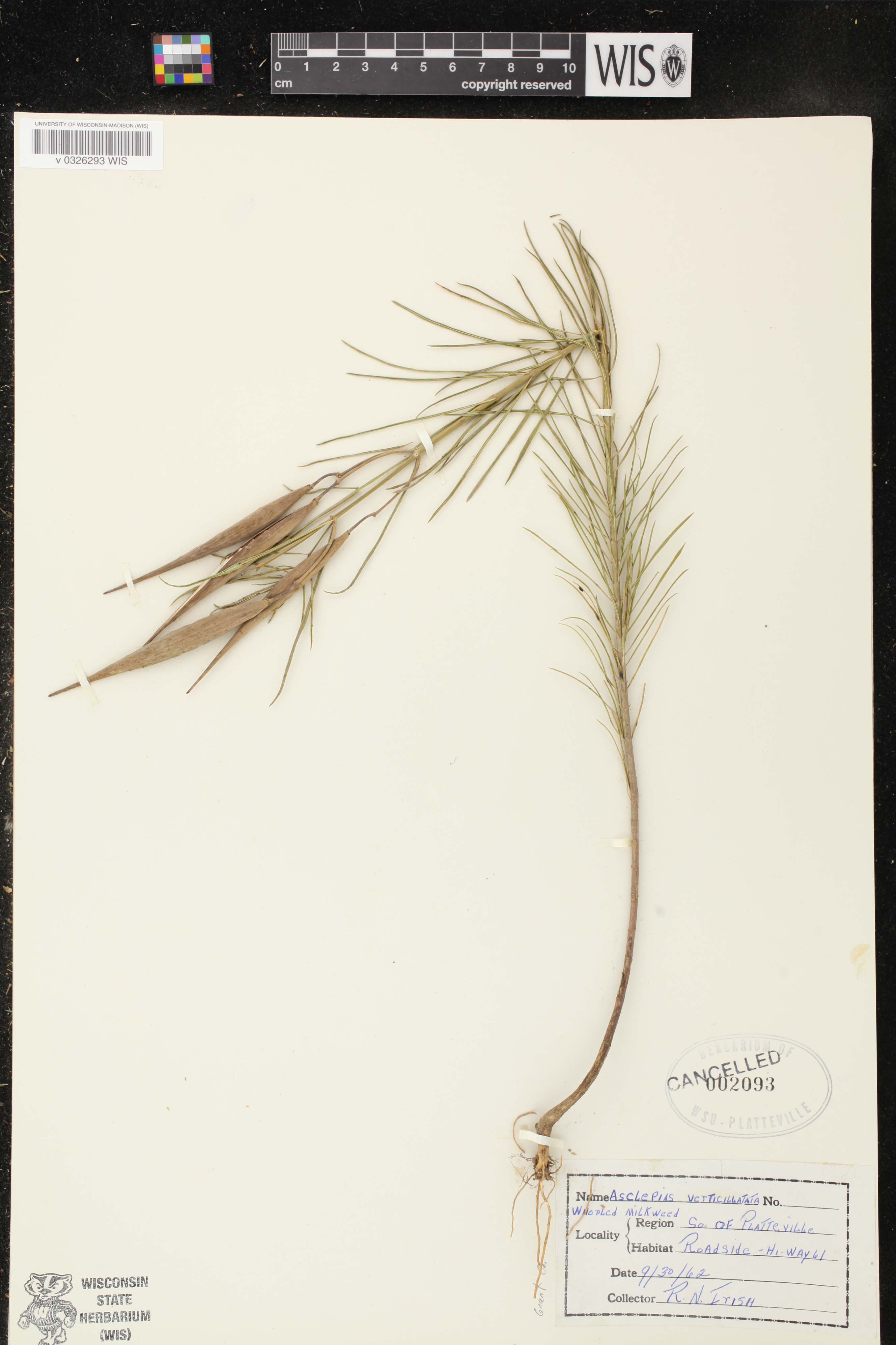 Asclepias verticillata image