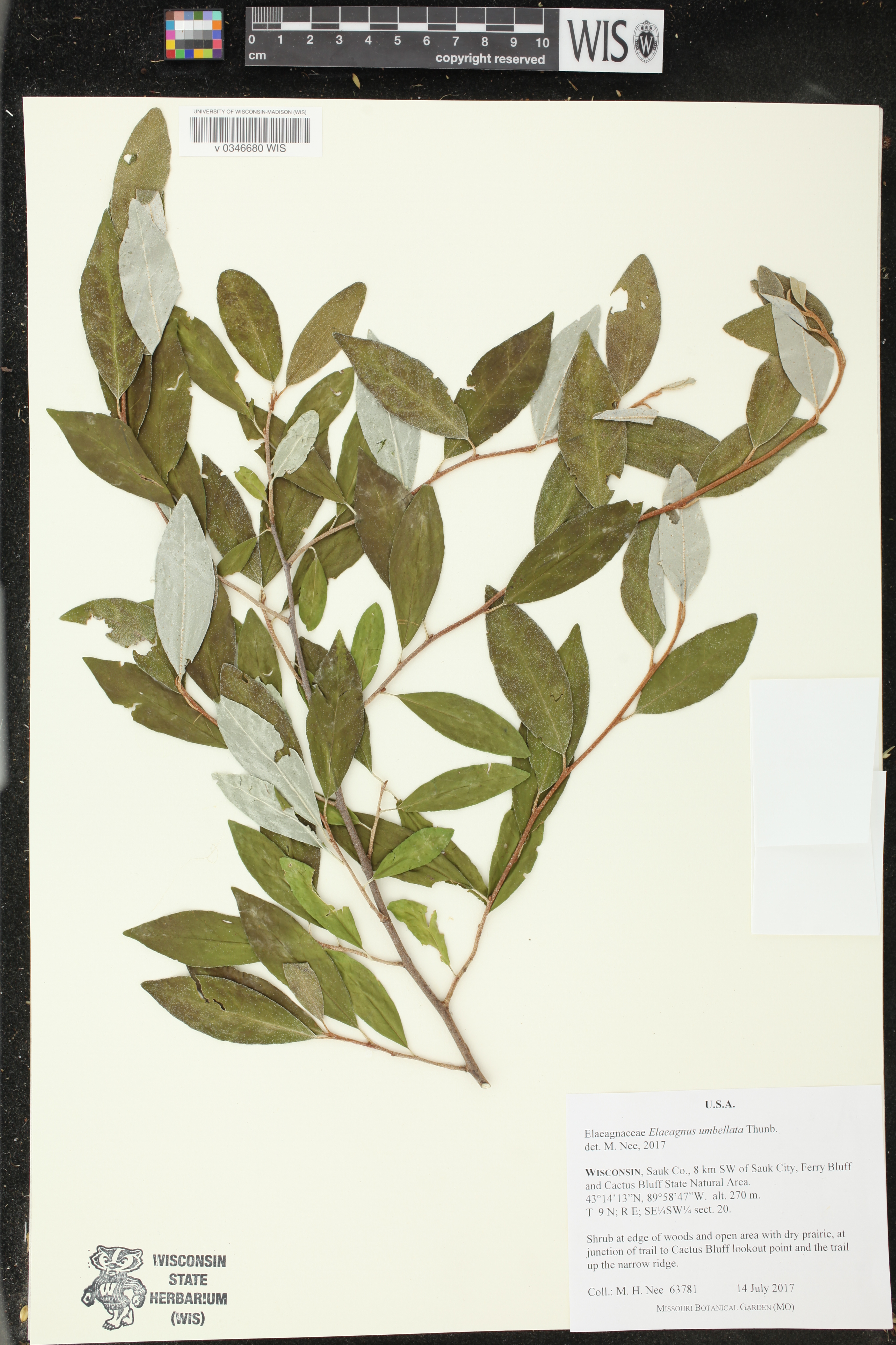 Elaeagnus umbellata image