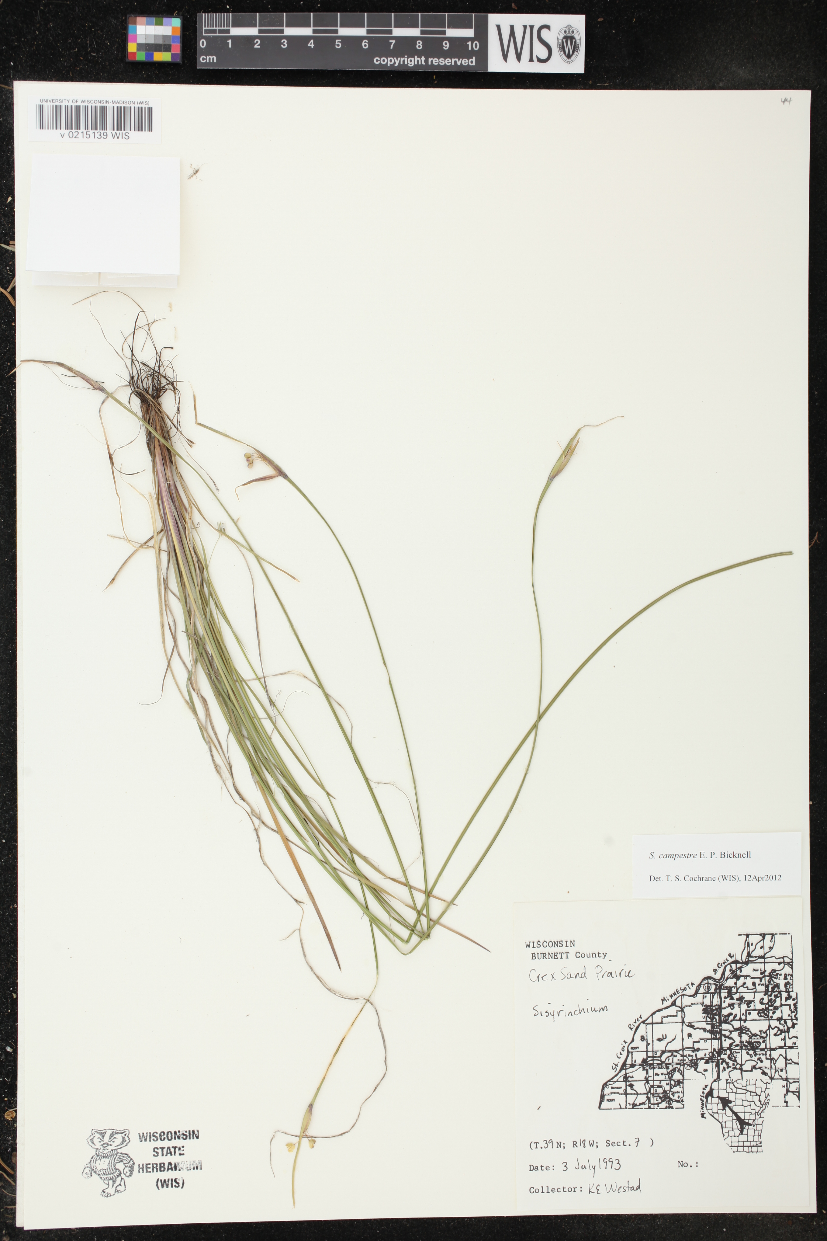 Sisyrinchium campestre image