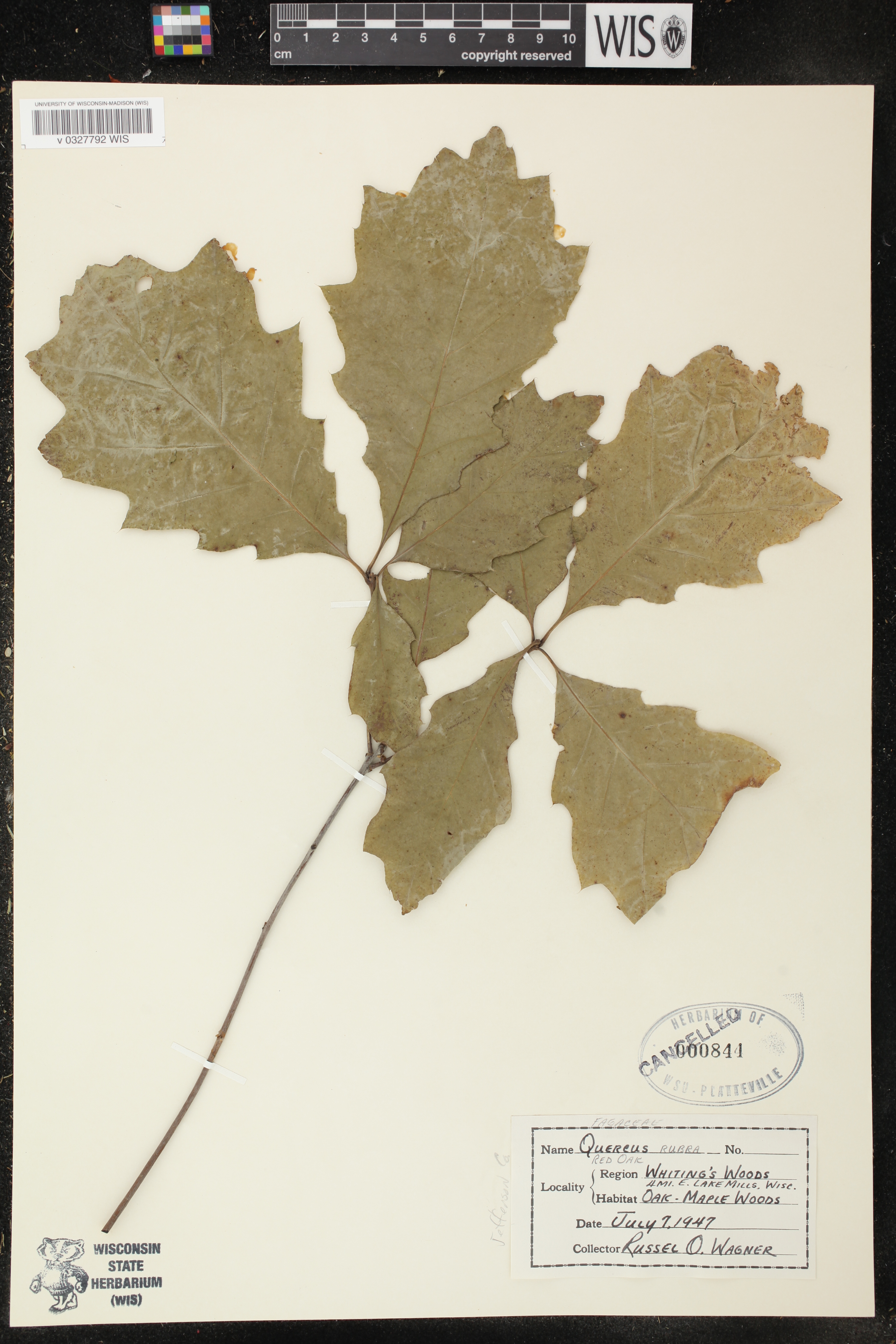 Quercus rubra image