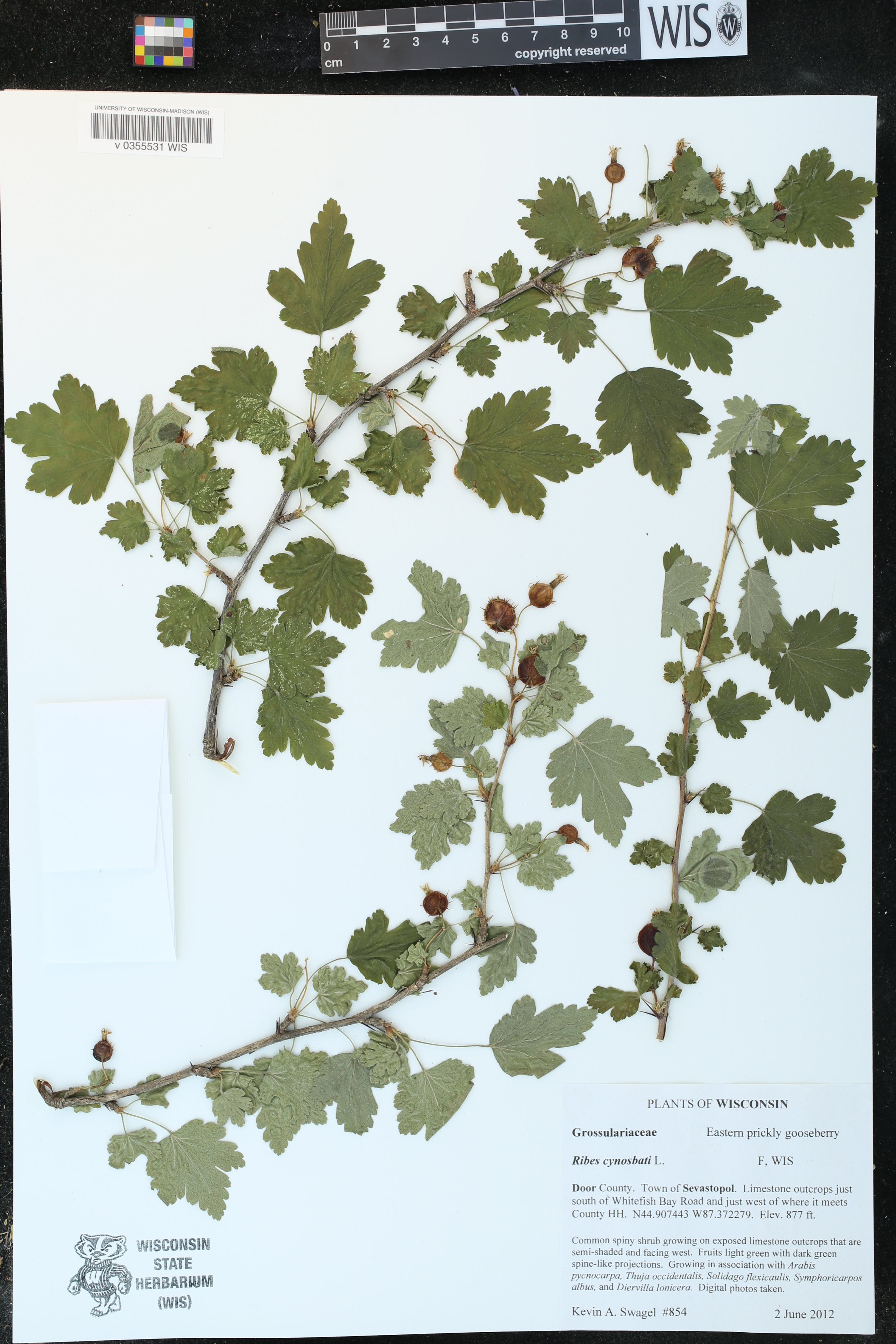 Ribes cynosbati image