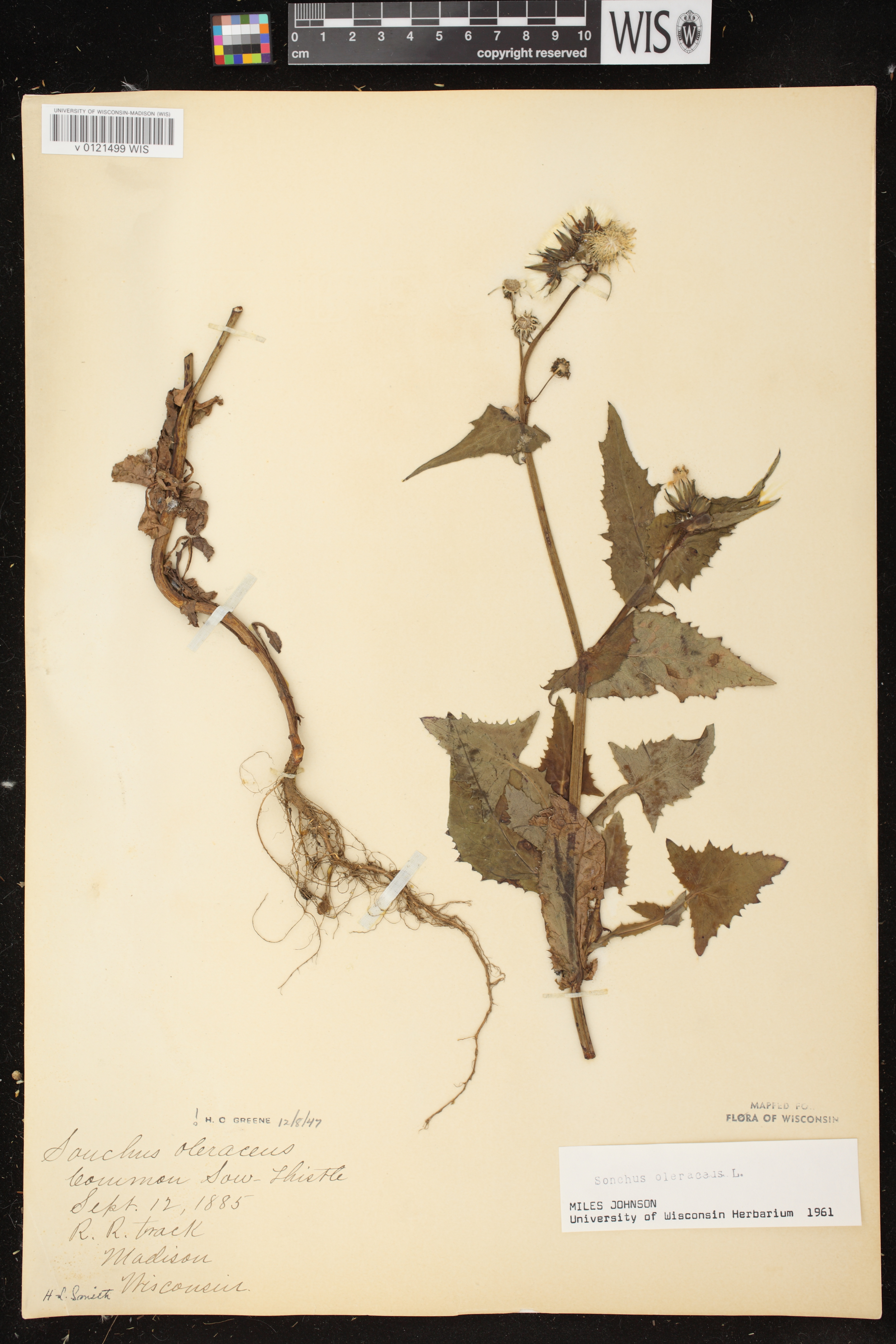 Sonchus oleraceus image