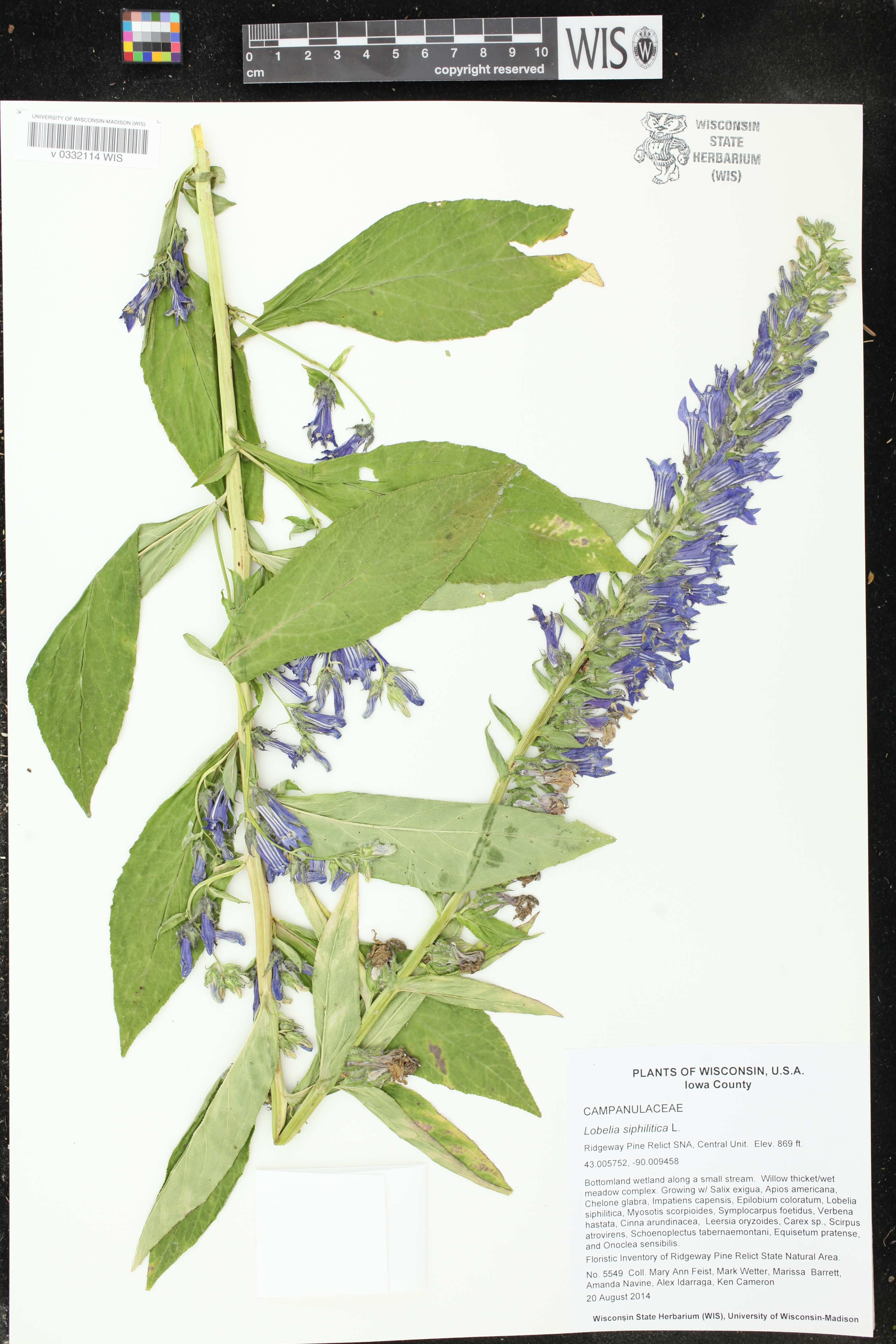 Lobelia siphilitica image