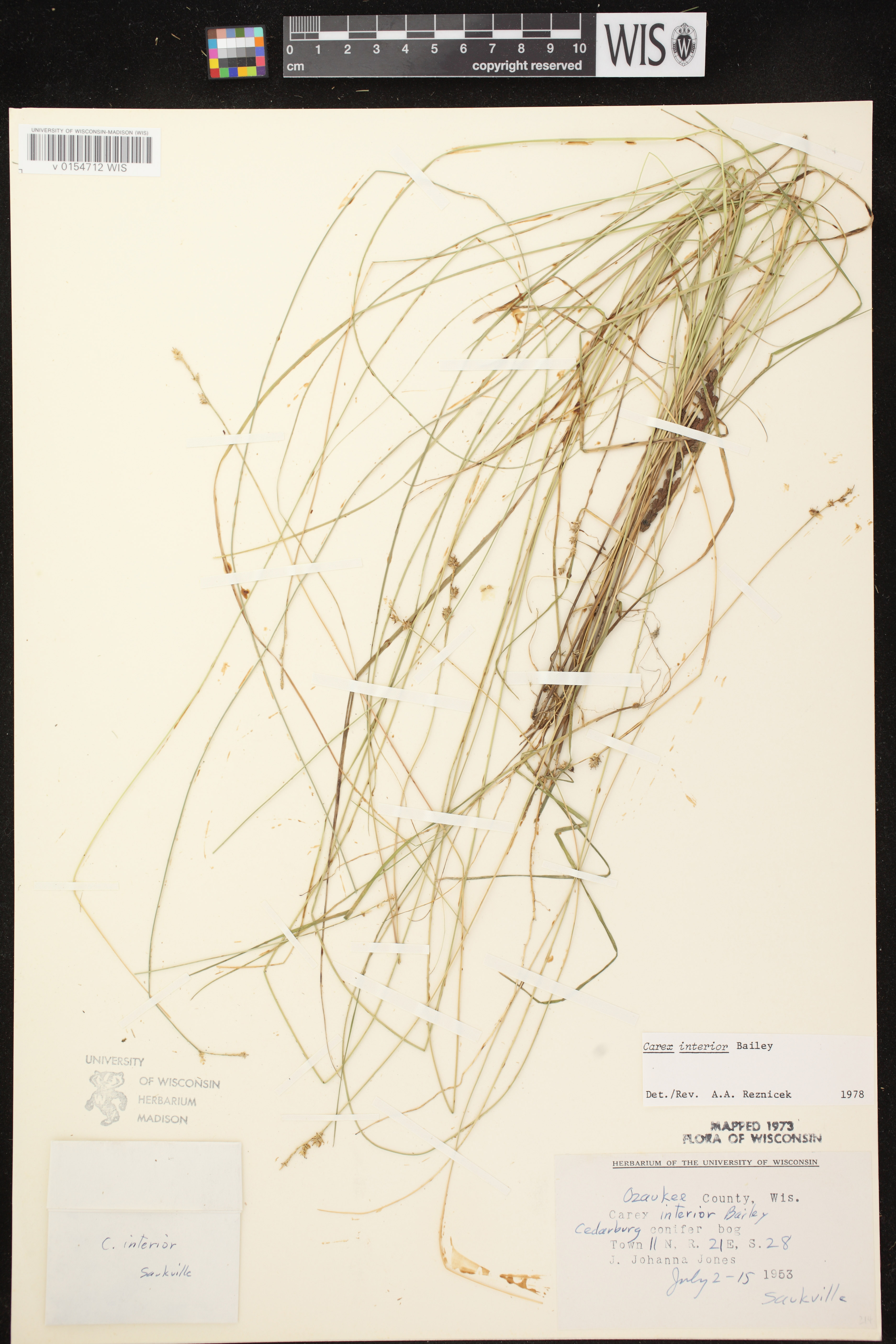 Carex interior image