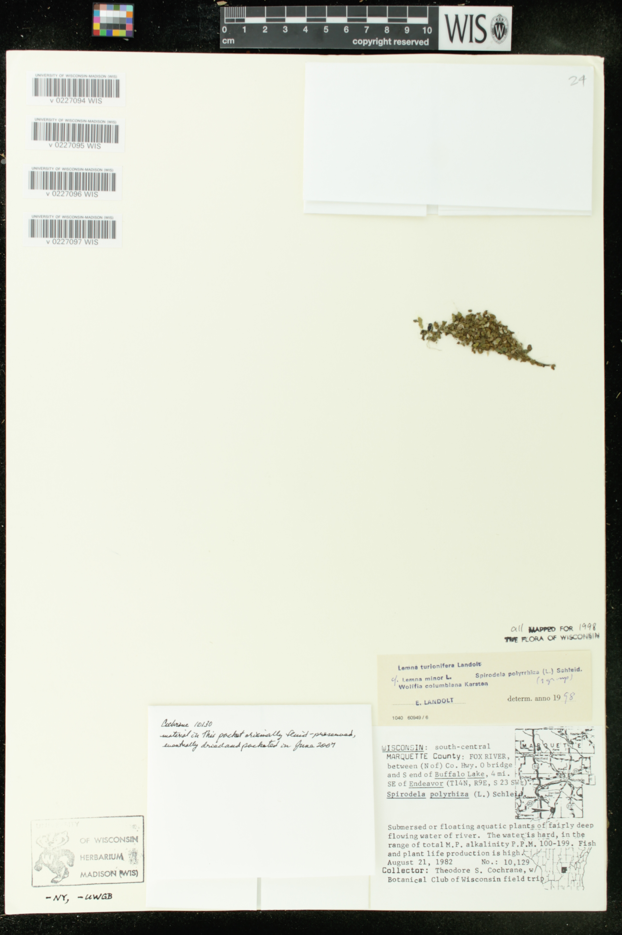 Spirodela polyrrhiza image