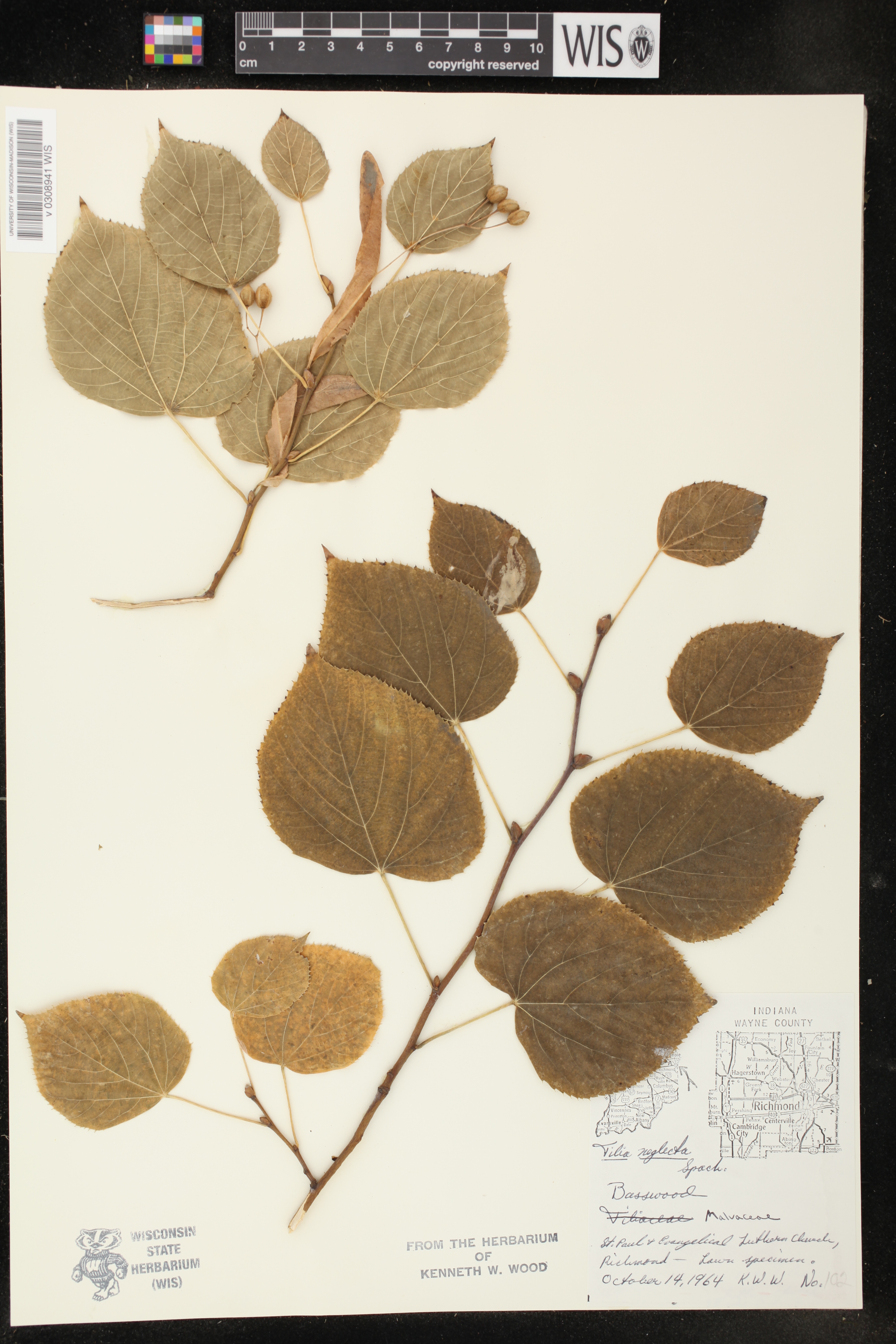Tilia neglecta image