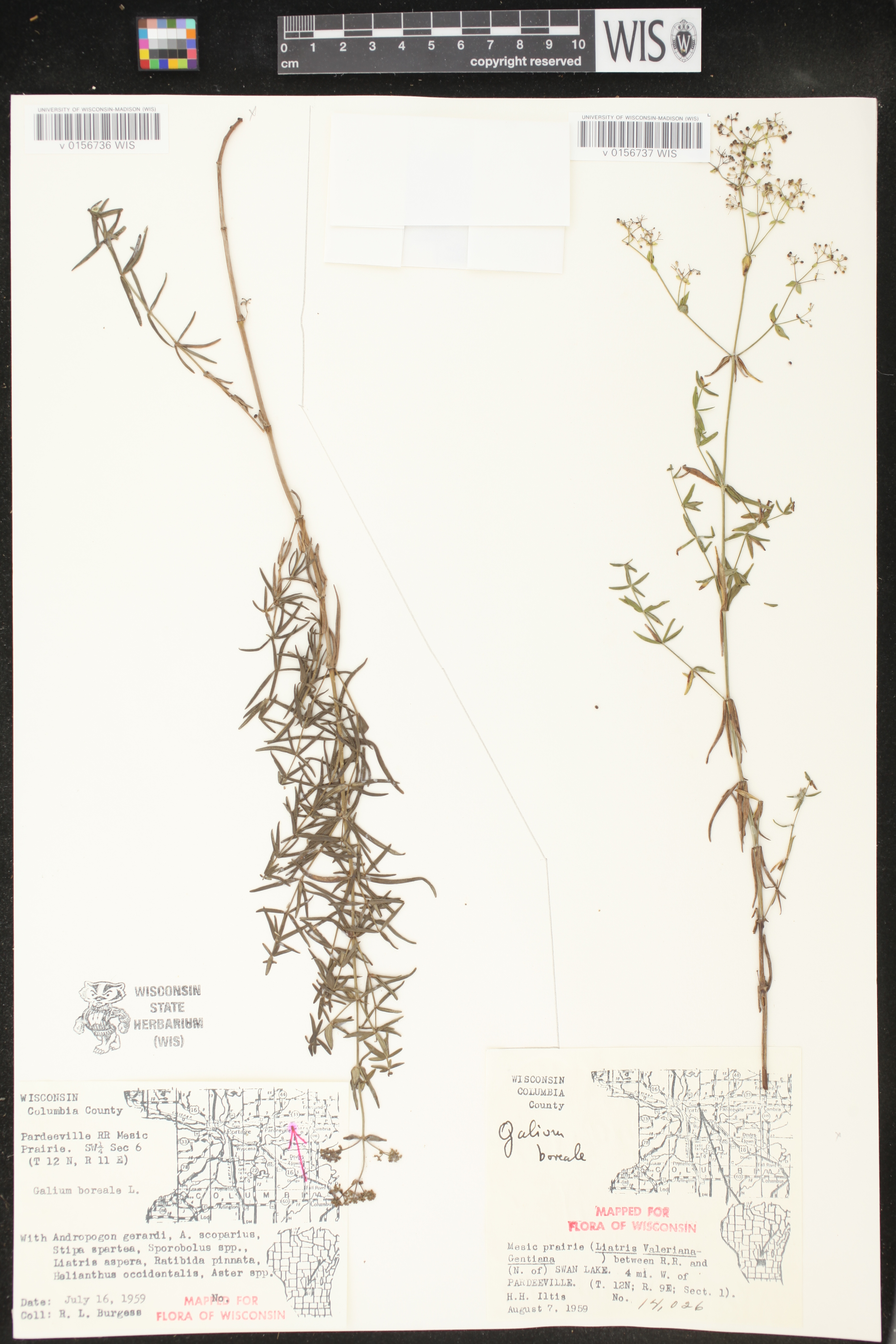 Galium boreale image
