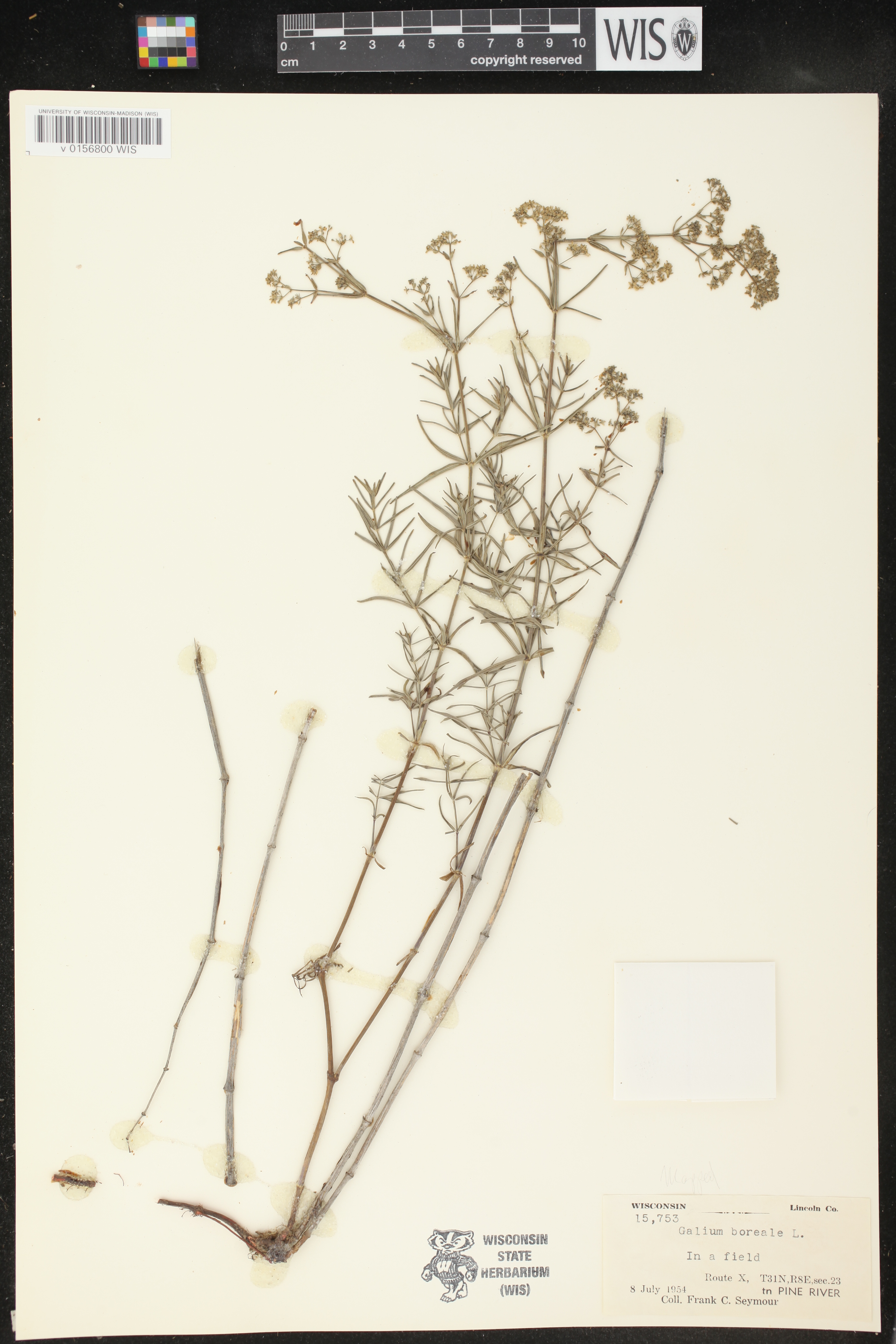 Galium boreale image