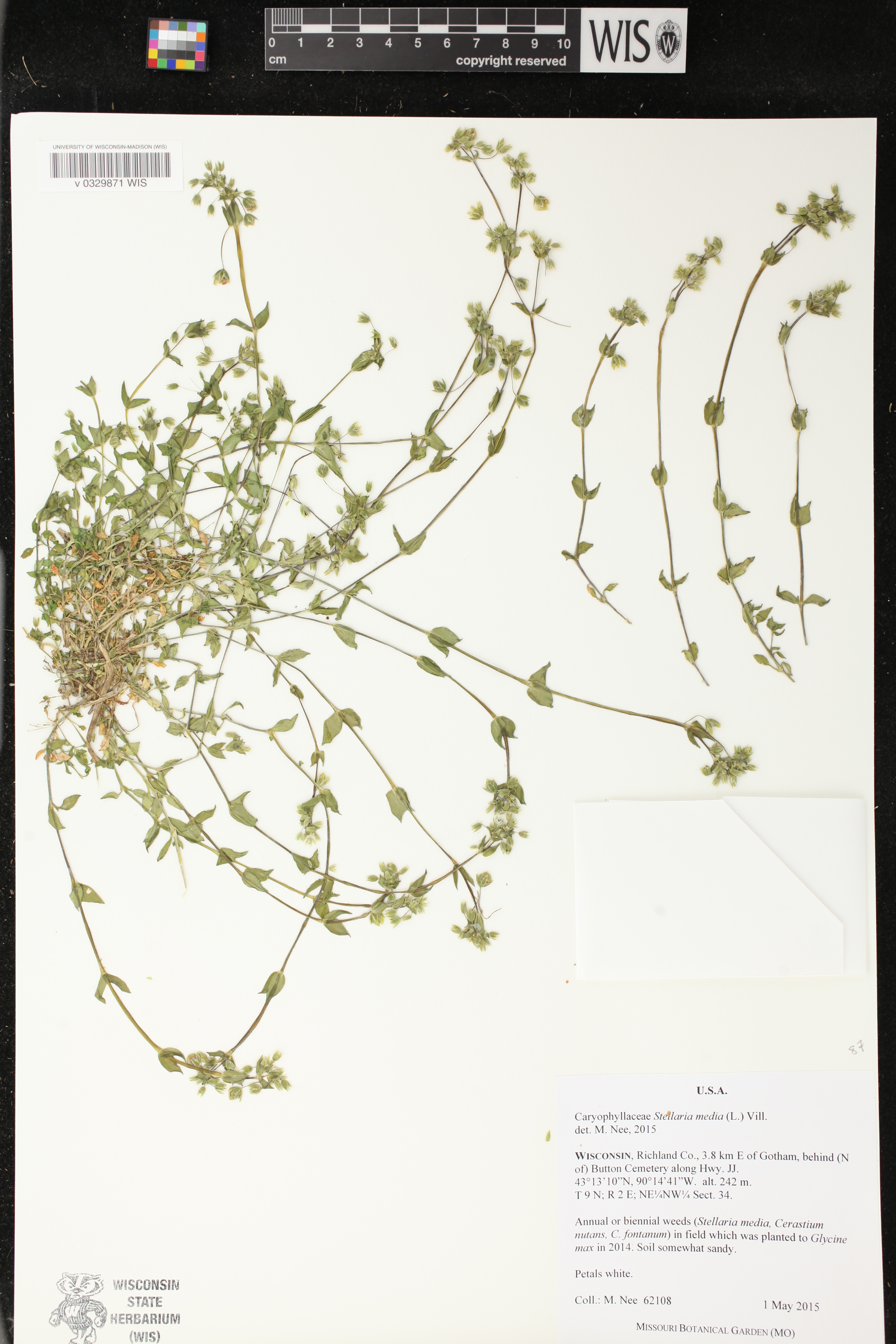 Stellaria media image