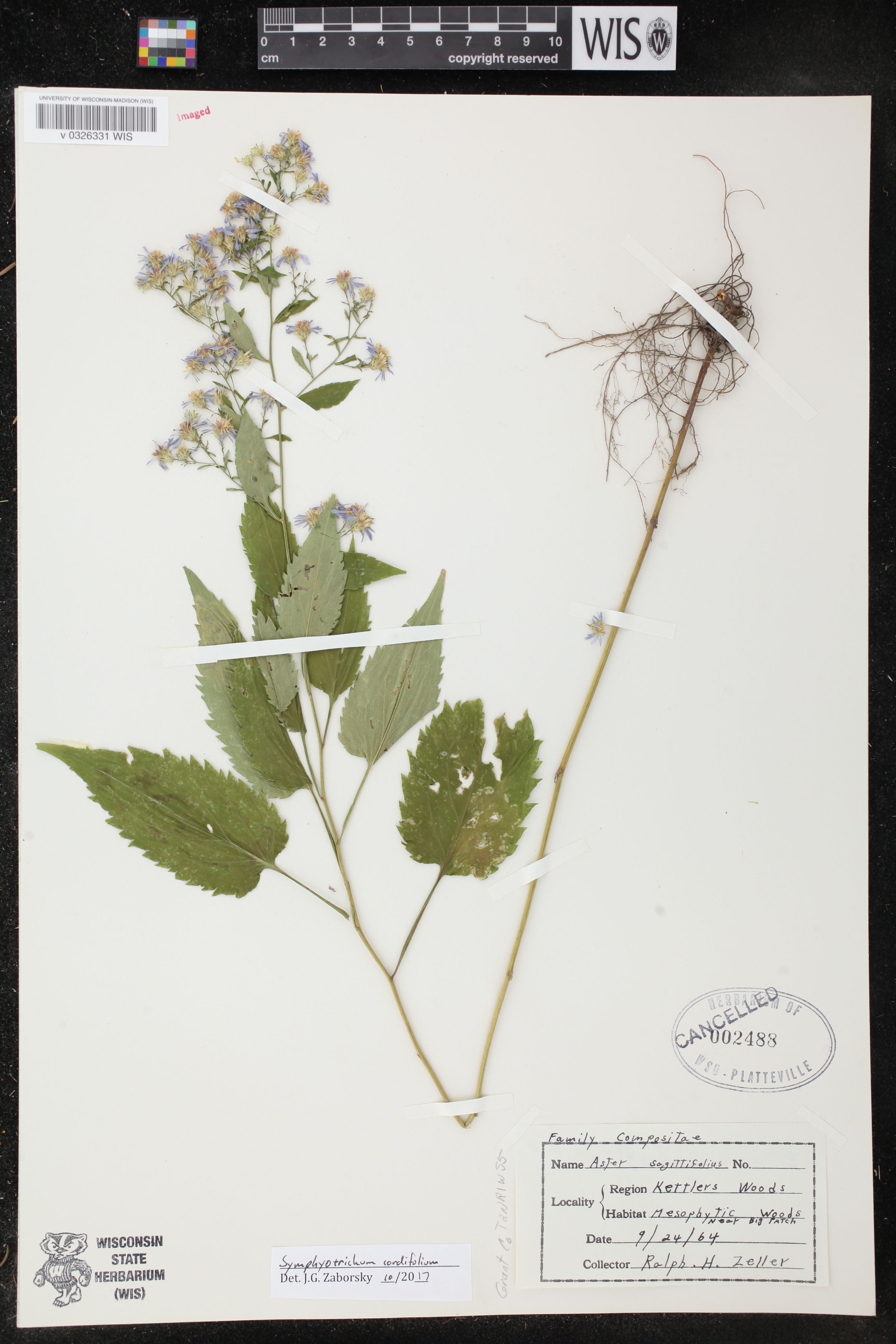 Symphyotrichum cordifolium image
