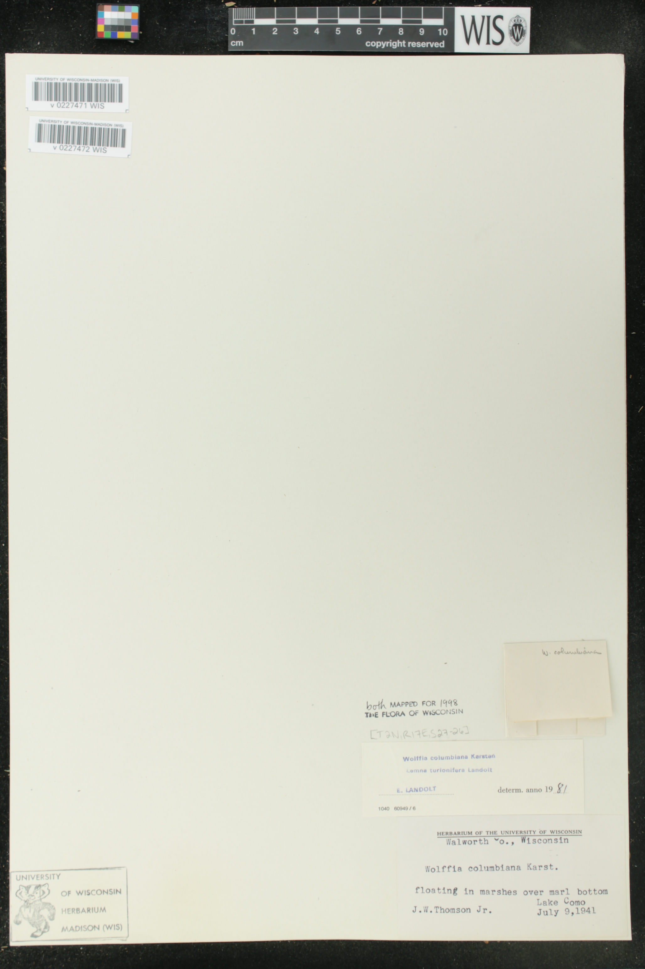 Wolffia columbiana image